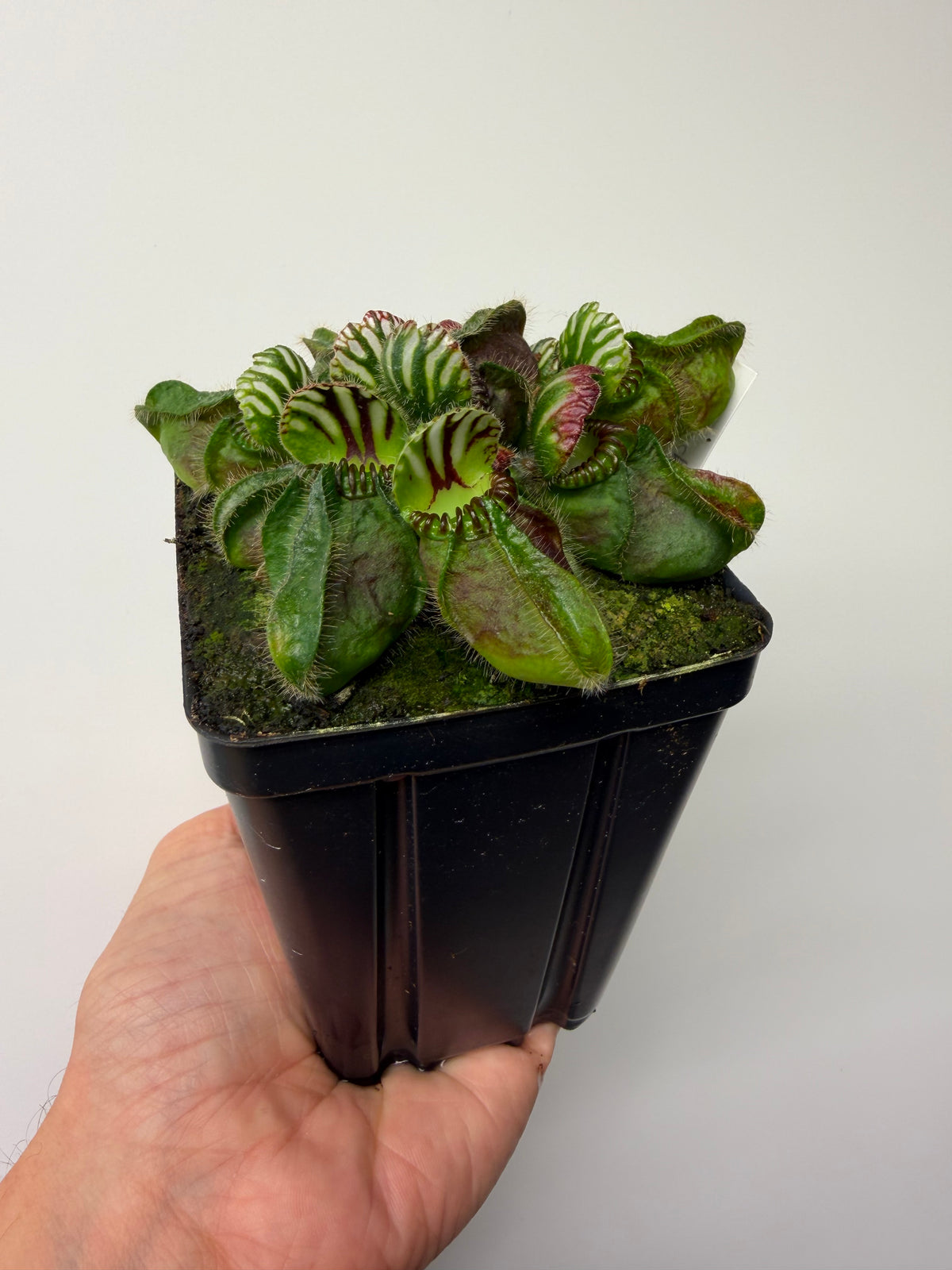 Cephalotus follicularis “Hampshire Red” #1