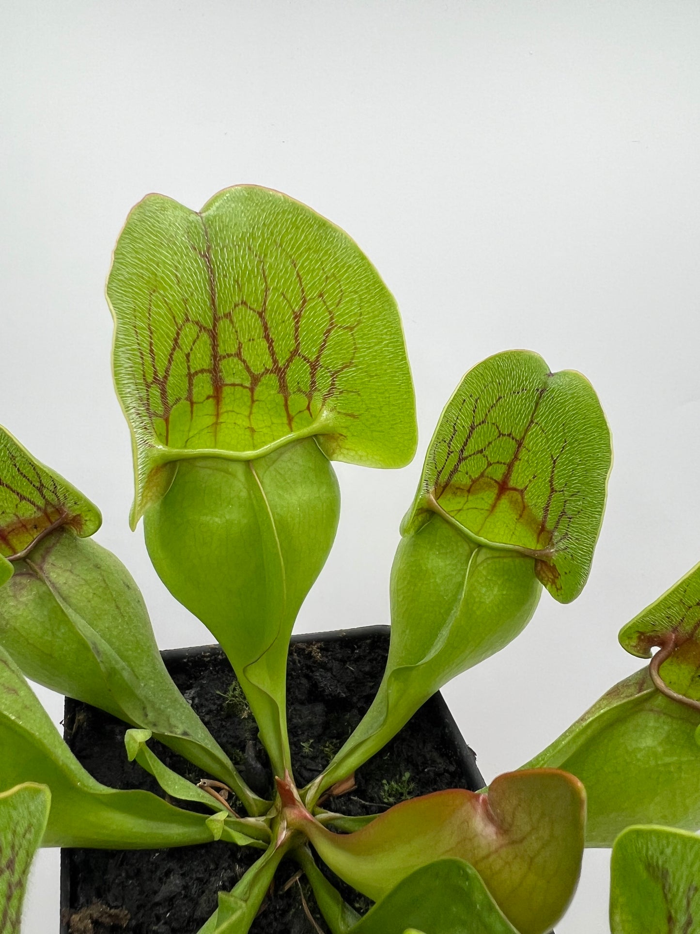 Sarracenia purpurea ssp. purpurea (Centre Co, PA) - Seed Grown #94