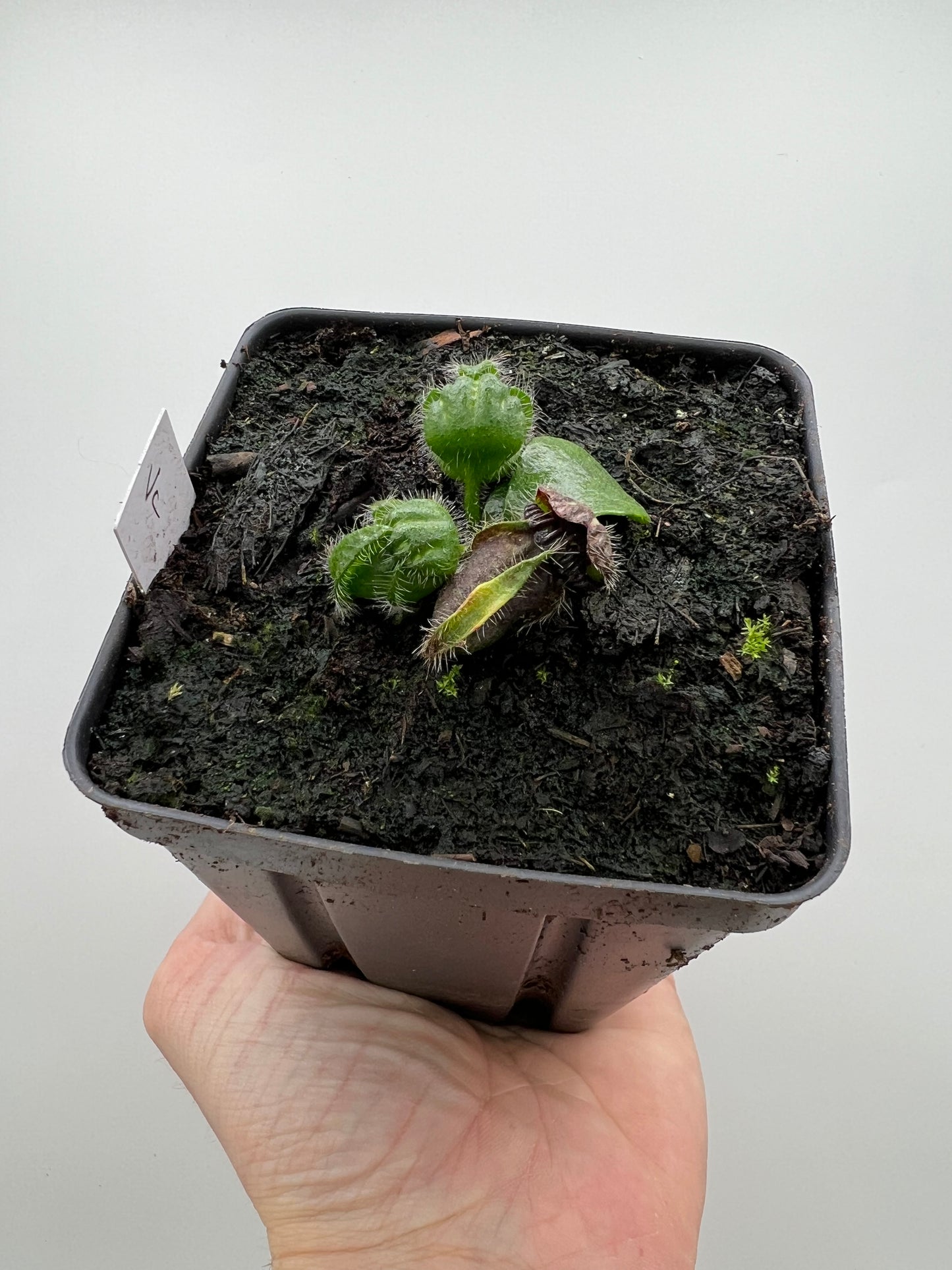 Cephalotus follicularis “Vigorous Clumping” - Stephen Morley