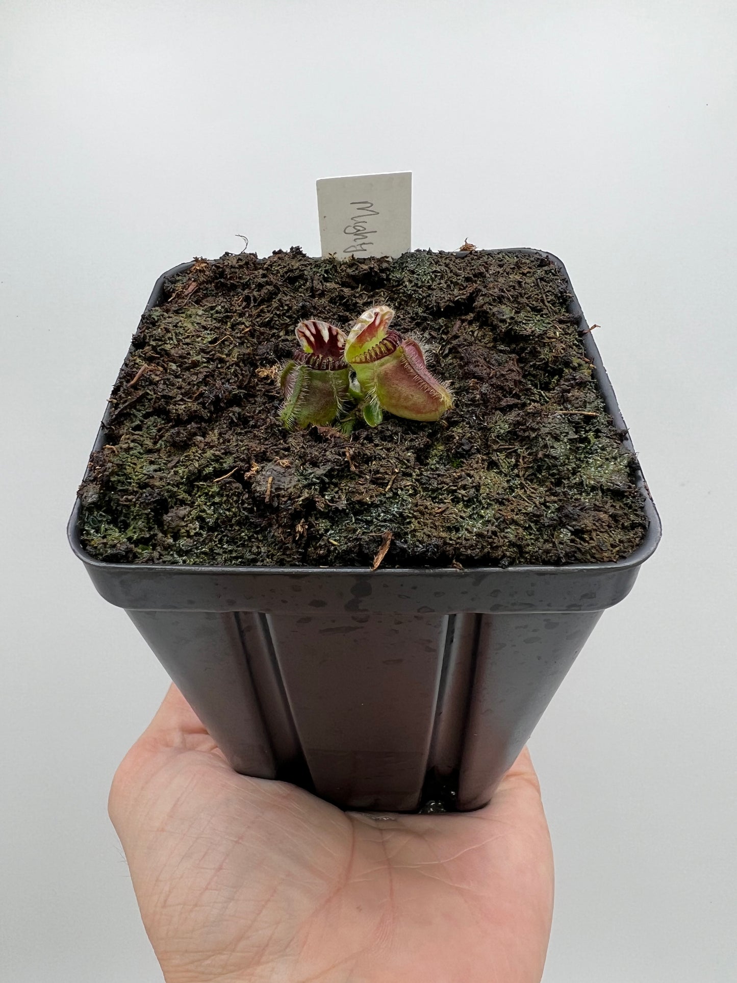 Cephalotus follicularis “Mighty Midget” - *Rare*