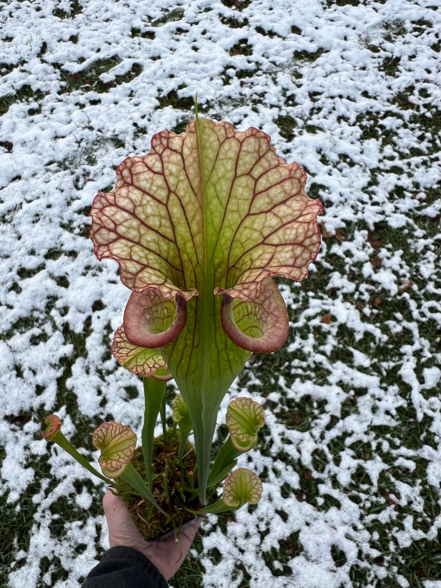 Sarracenia ‘Leah Wilkerson’ x ‘Adrian Slack’