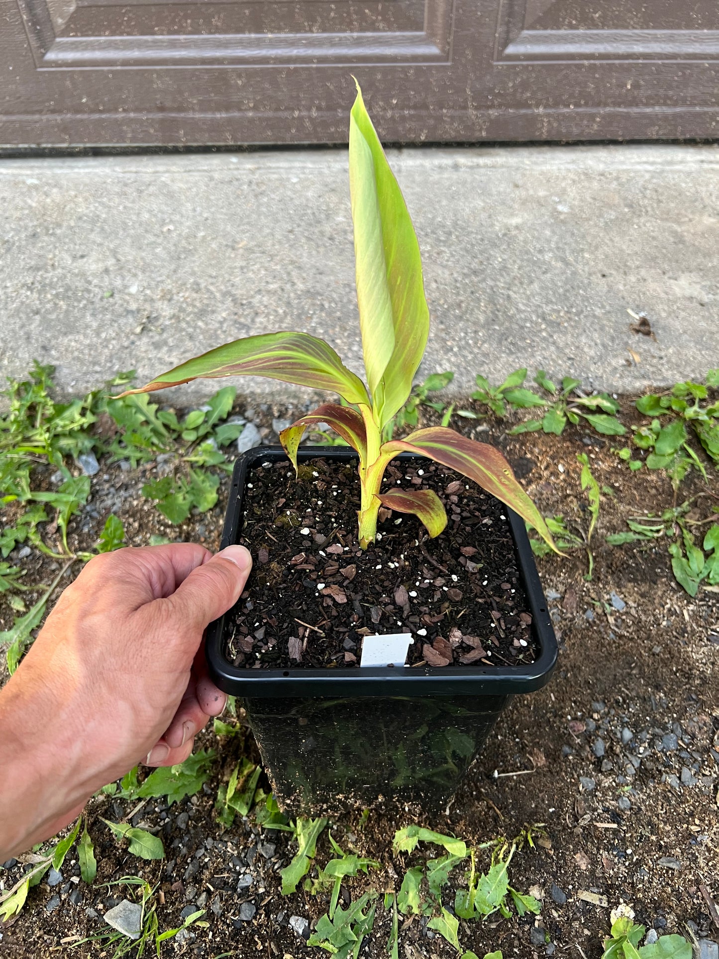Musa ‘Siam Ruby’