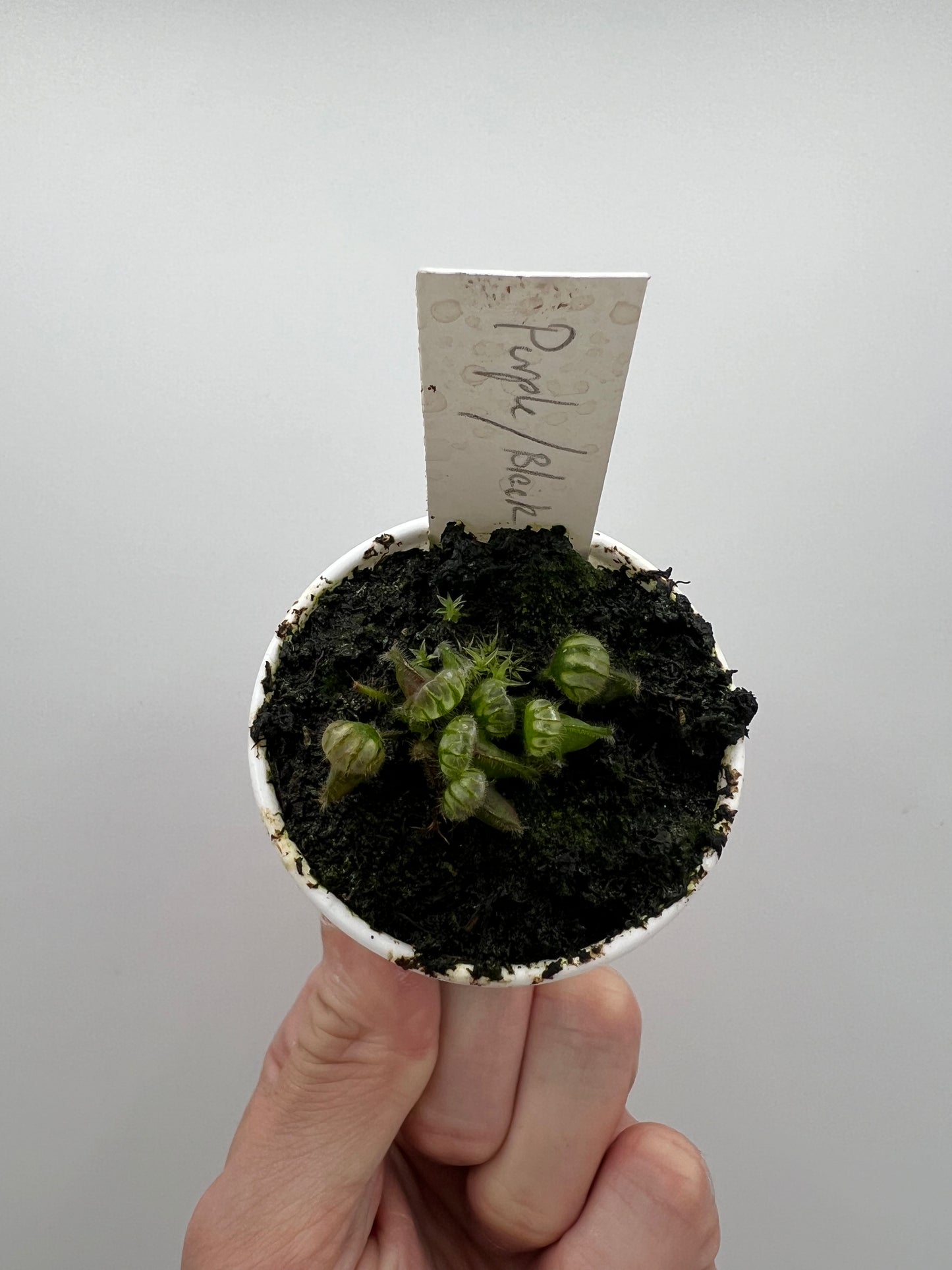 Cephalotus follicularis “Purple/Black” - Eric Smooth