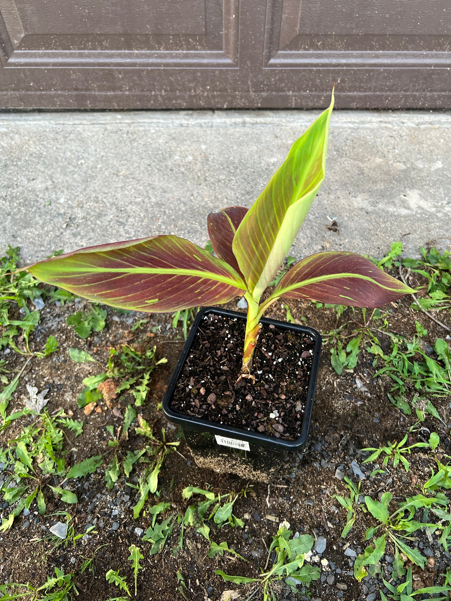 Musa ‘Siam Ruby’