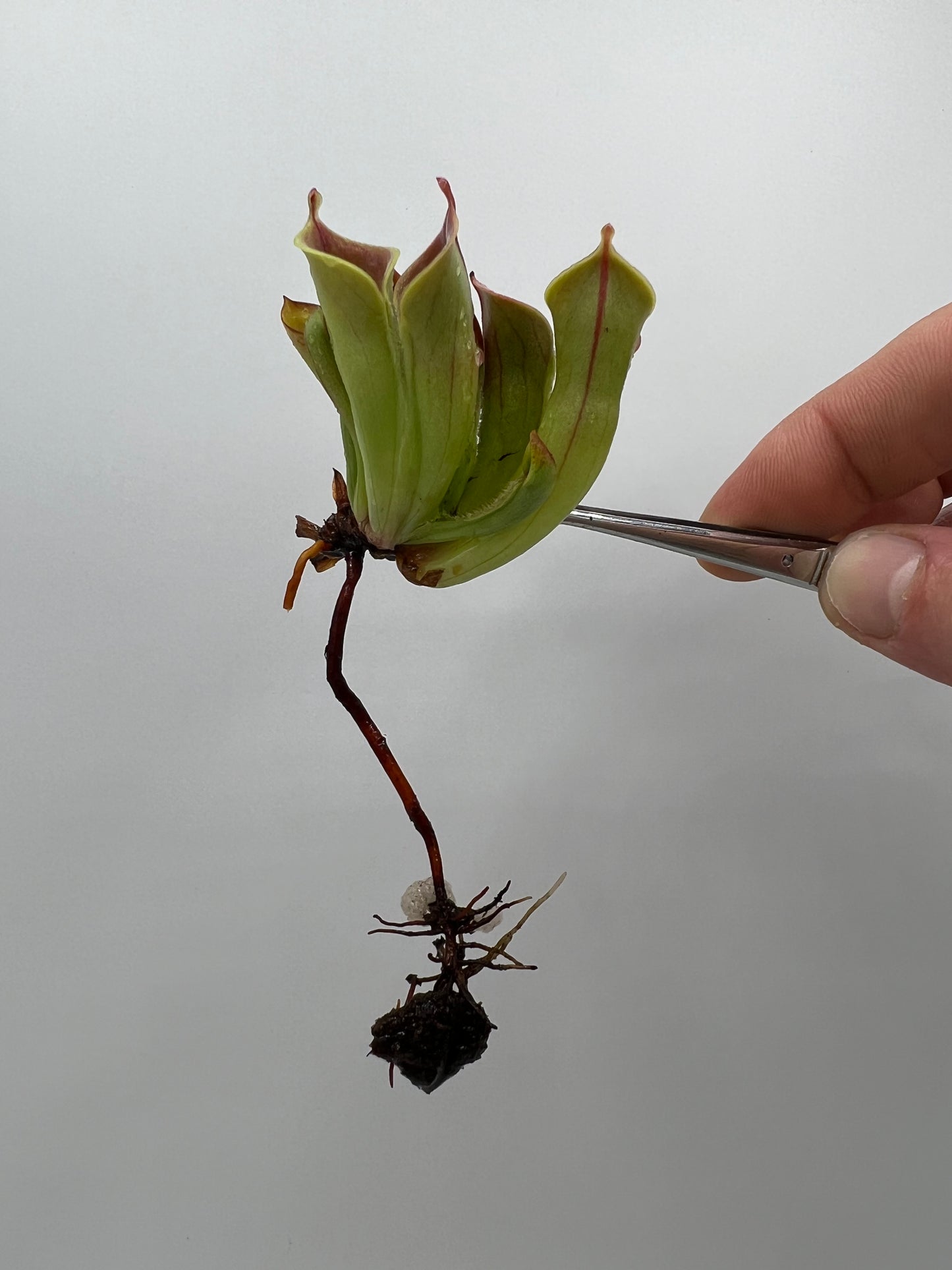 Heliamphora minor var. minor “FTS Clone”