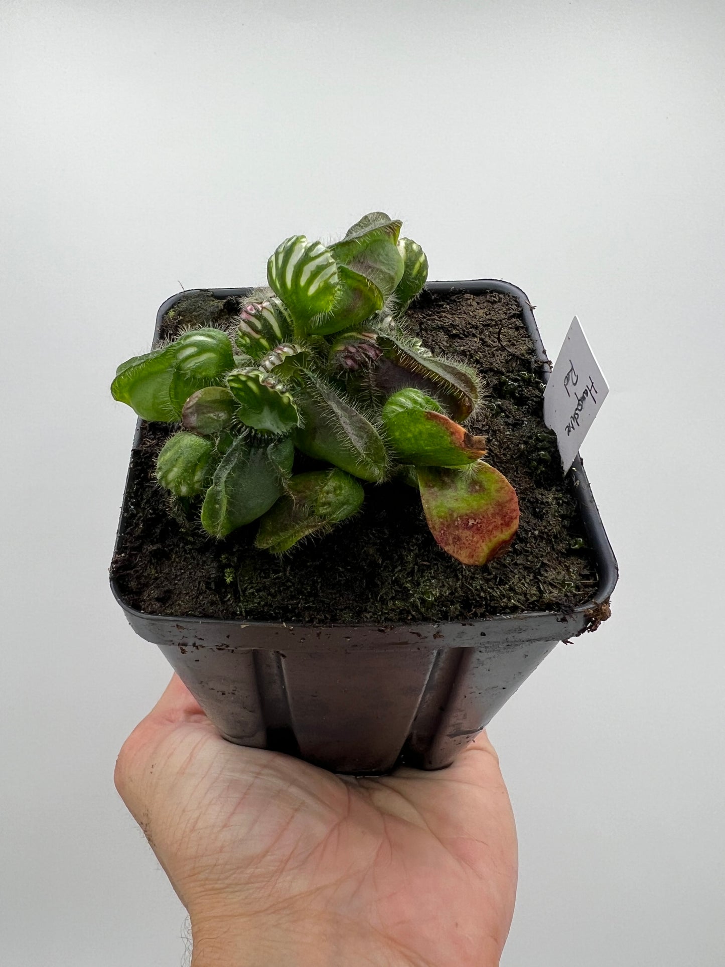 Cephalotus follicularis “Hampshire Red”