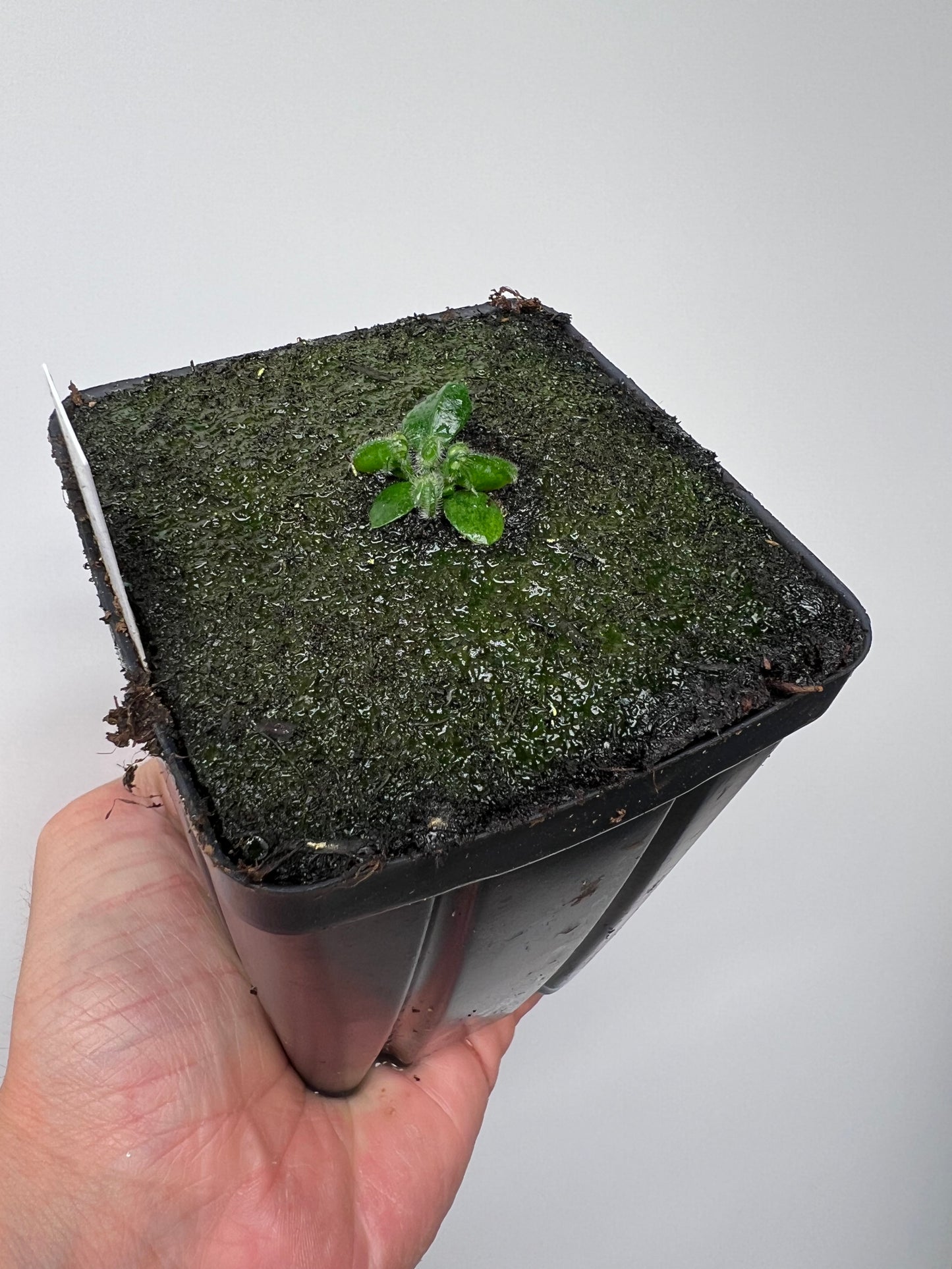 Cephalotus follicularis “Norma”