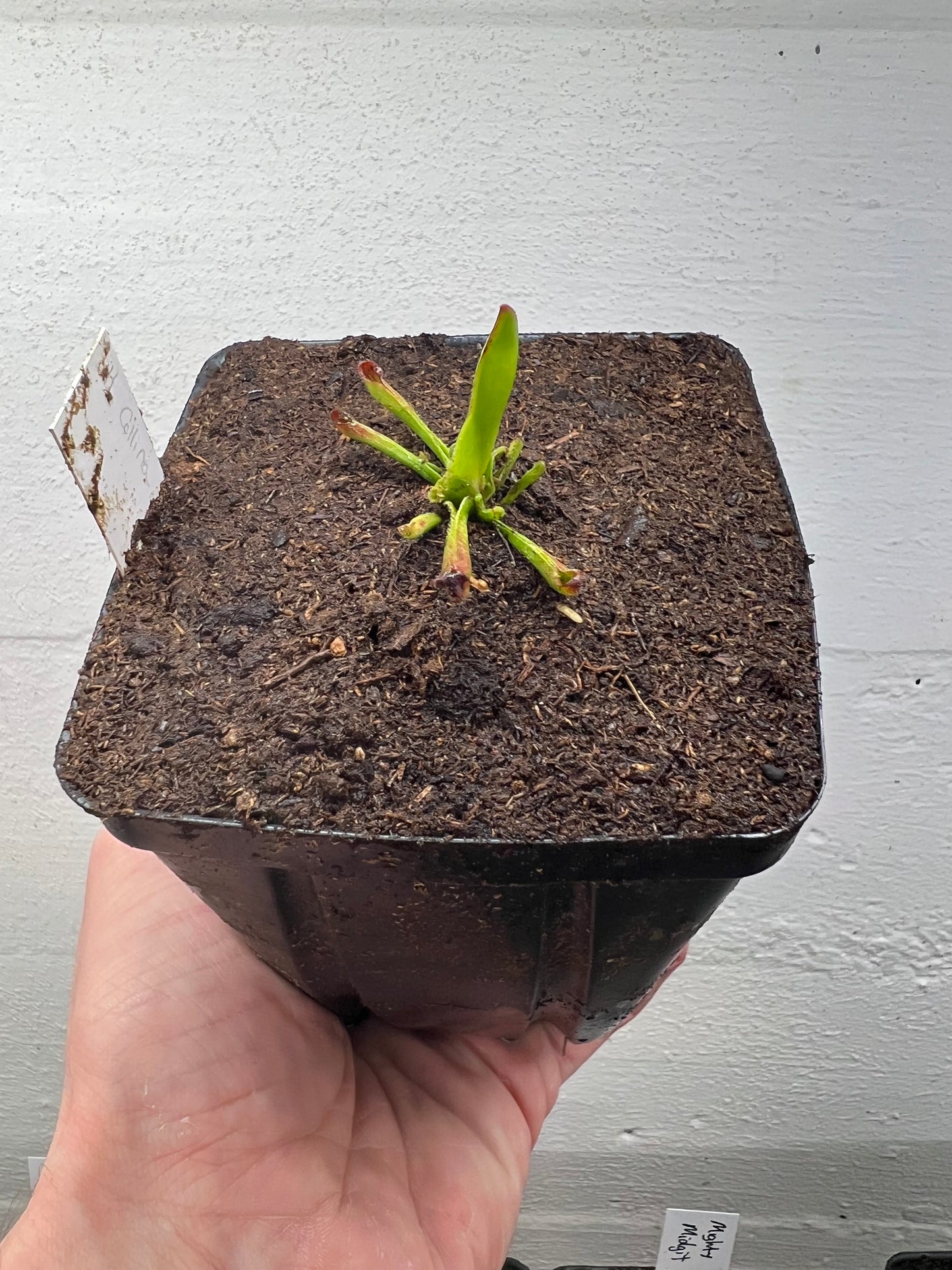 Heliamphora collina