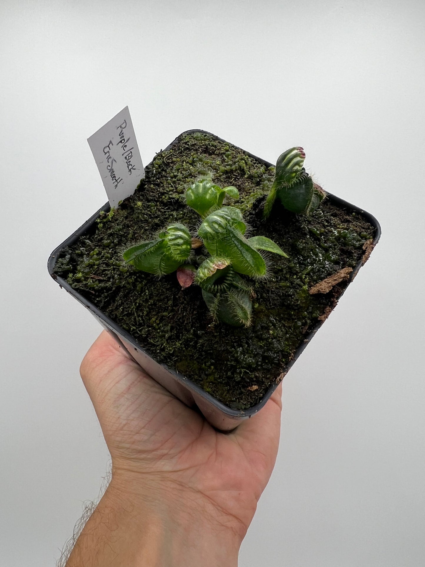 Cephalotus follicularis “Purple/Black” - Eric Smooth
