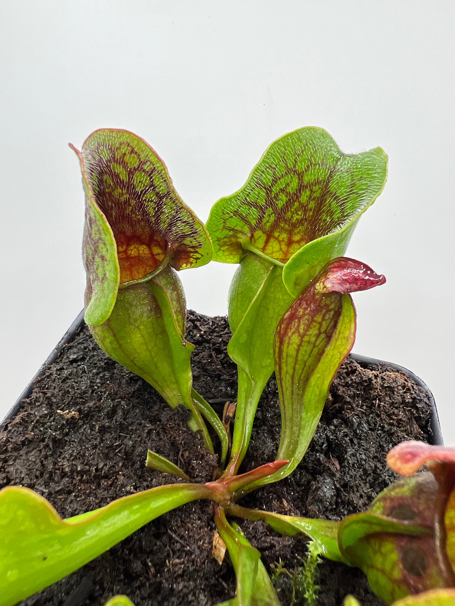 Sarracenia purpurea ssp. purpurea (Centre Co, PA) x (Ocean Co, NJ) - Seed Grown #18