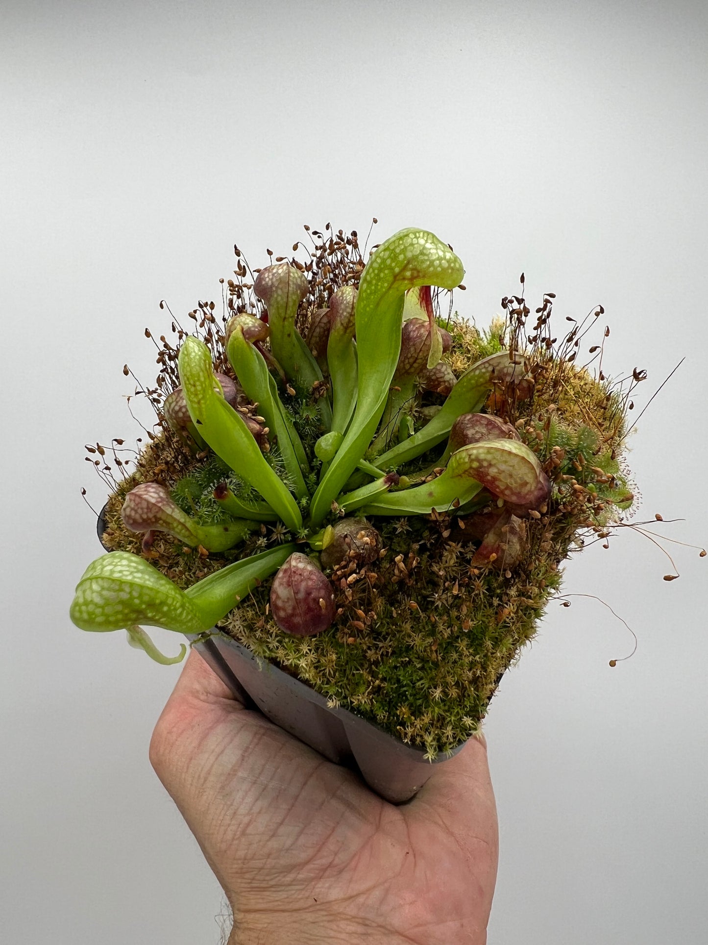 Darlingtonia californica (Cobra Pitcher Plant) - Seed Grown #197