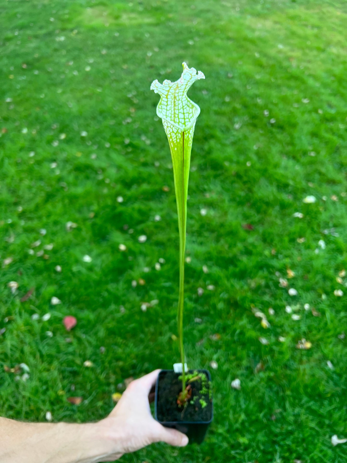 Sarracenia “Hurricane Creek White” - Clone A x self - Seed Grown