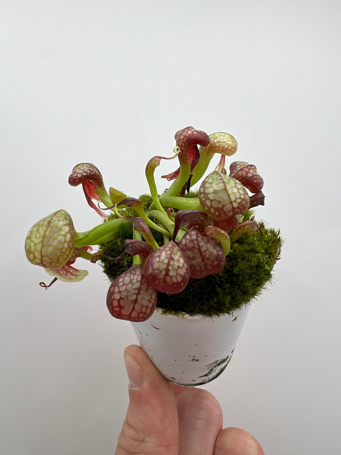 Darlingtonia californica (Cobra Pitcher Plant) - Seed Grown #170