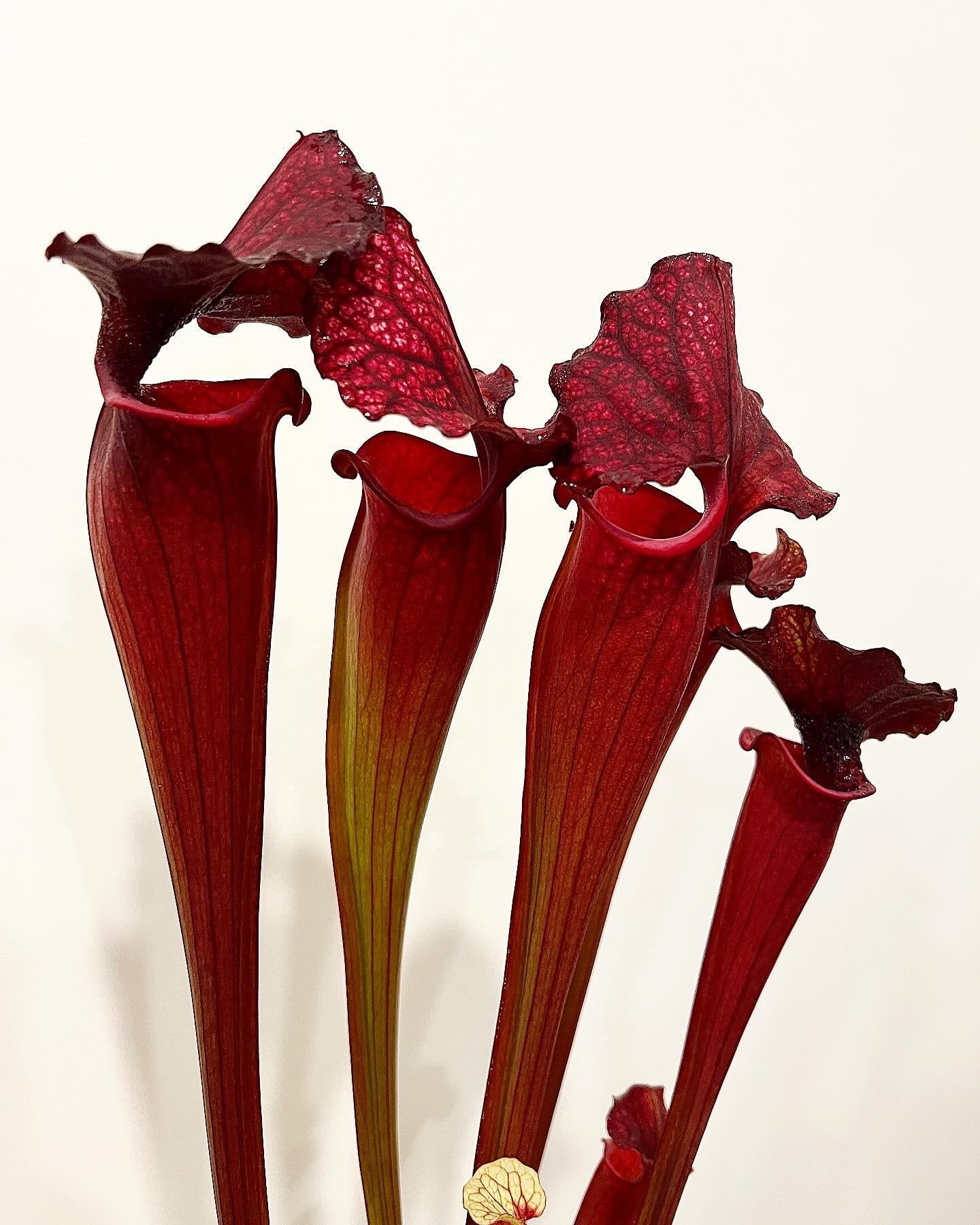 Sarracenia “Moltres”