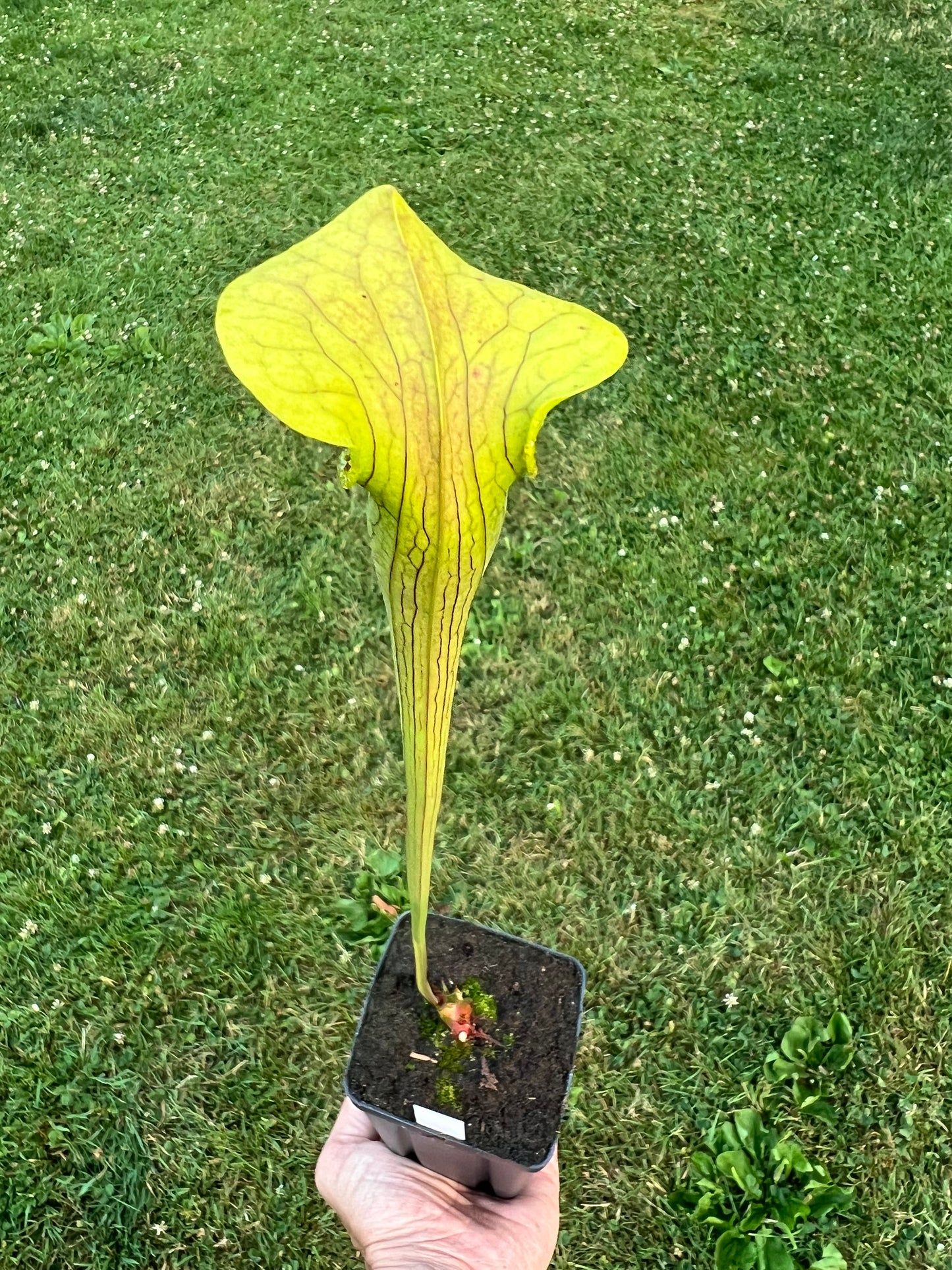 Sarracenia alata (Beauregard Parish, LA)