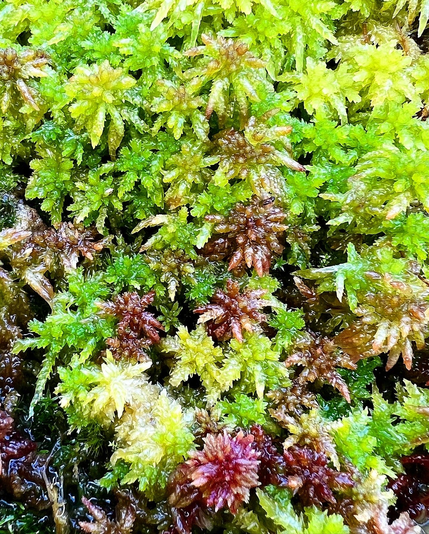 Live Sphagnum Moss - (Add-On Item)