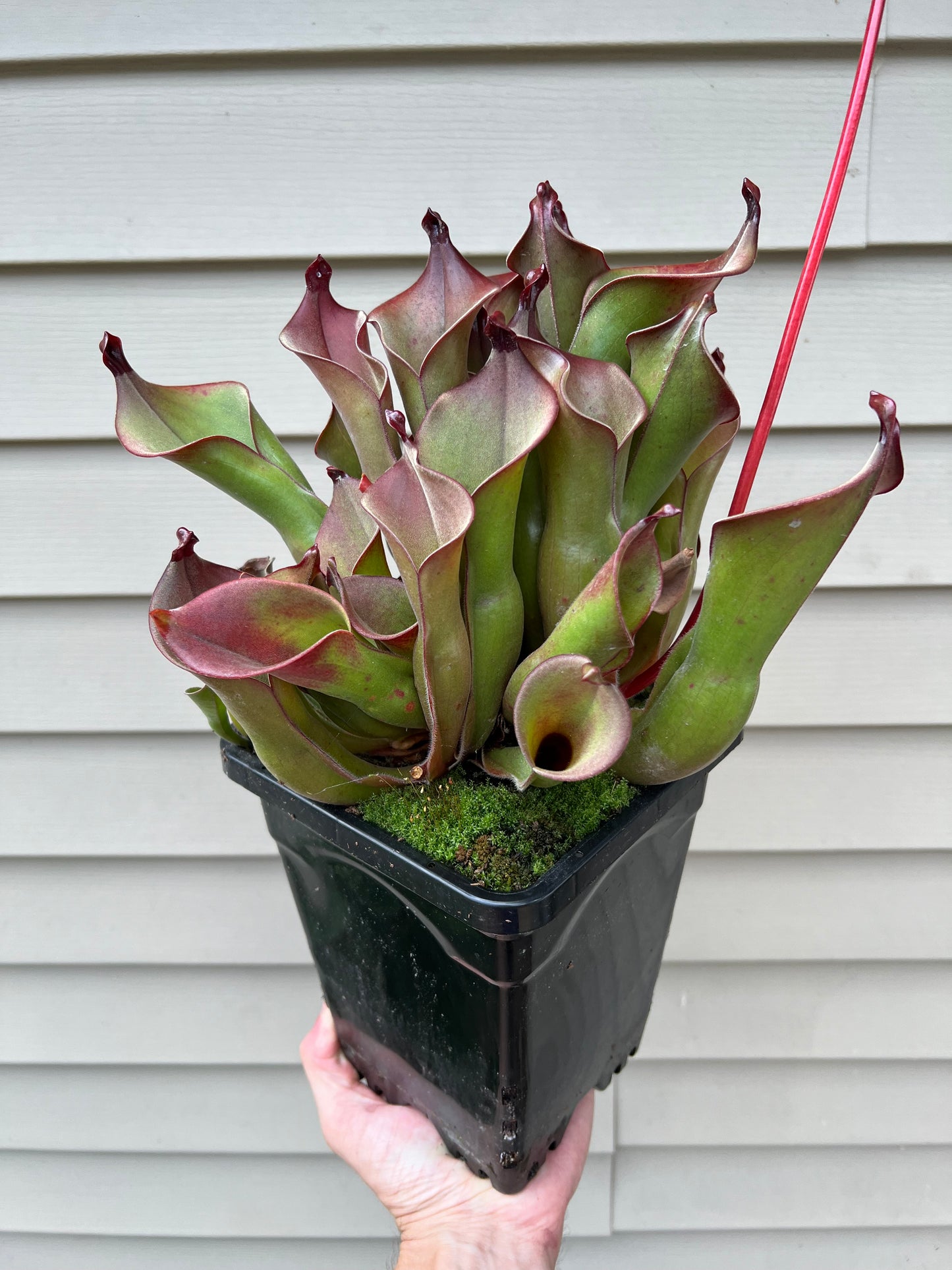 Heliamphora spec. Akopan x (heterodoxa x ionasi) #1 - Fresh Division (E)