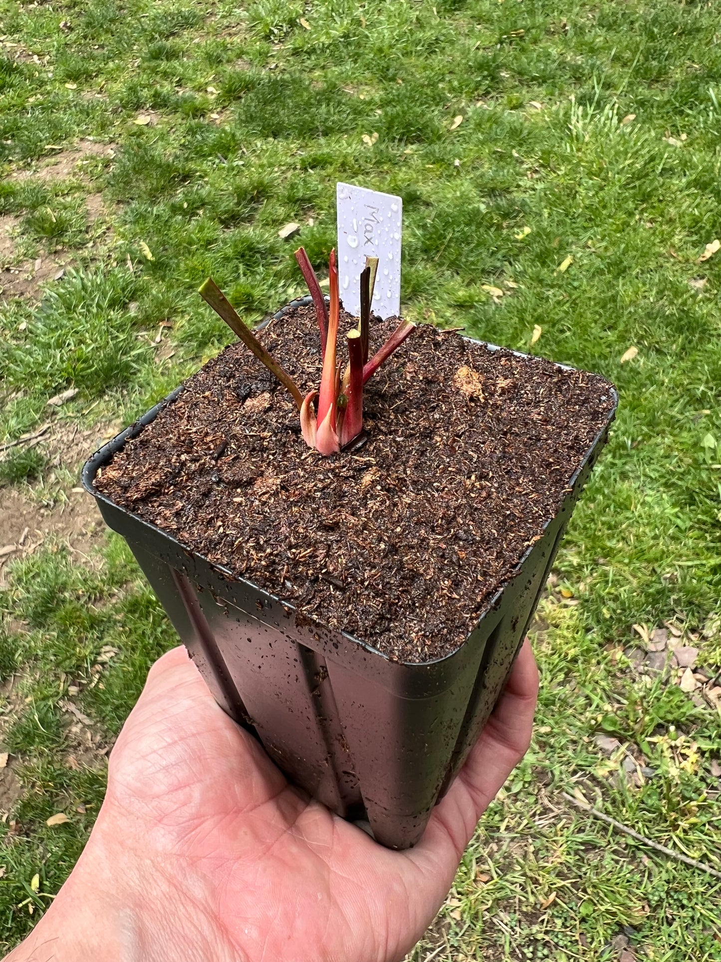 Sarracenia ‘Max Rawlings’ - Fresh Division