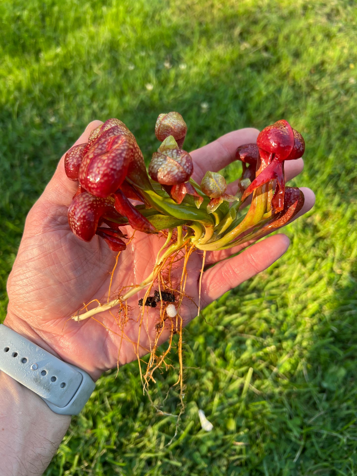 Darlingtonia californica “SGLC1”