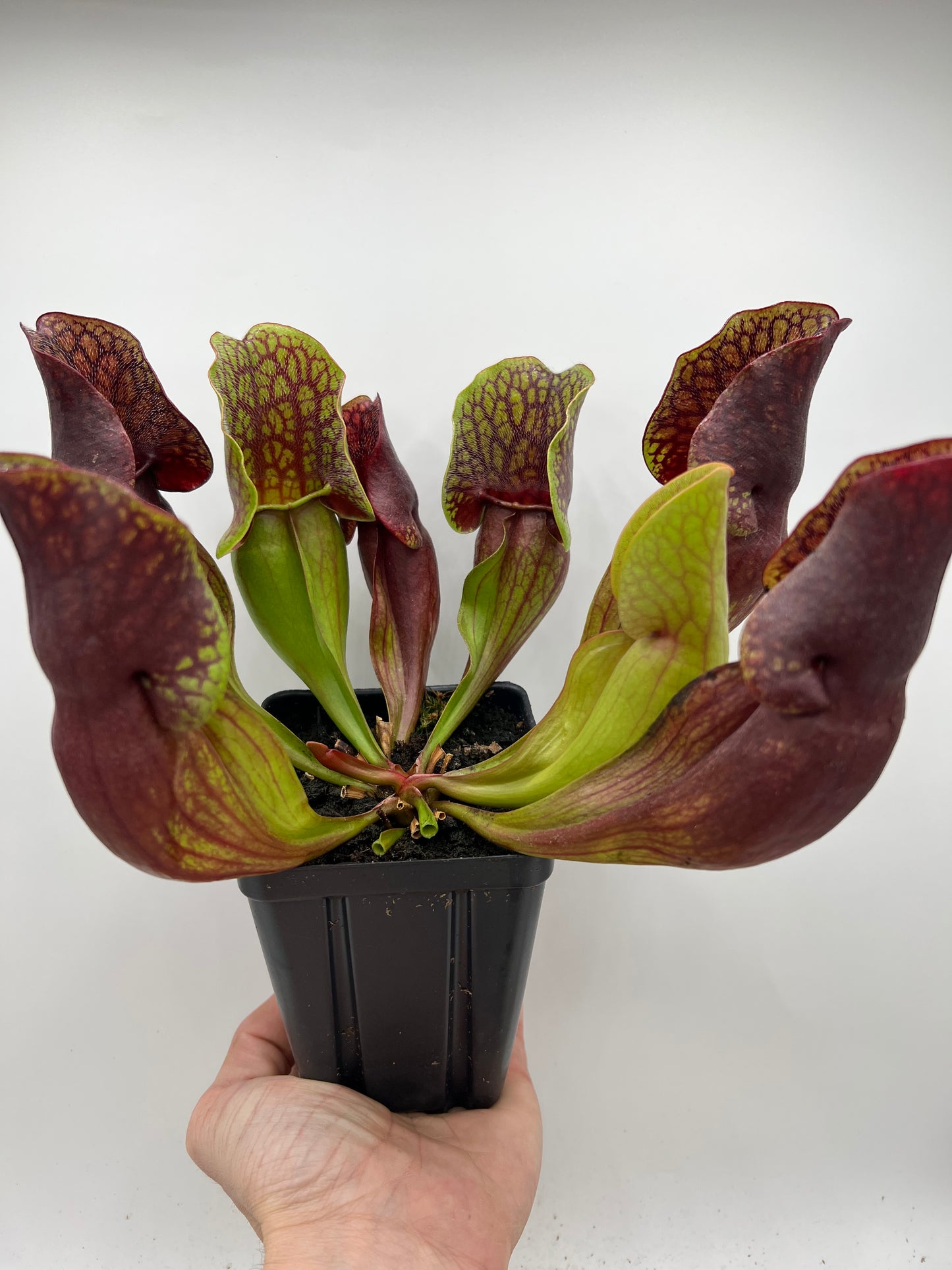 Sarracenia purpurea ssp. purpurea (Centre Co, PA) - Seed Grown #93