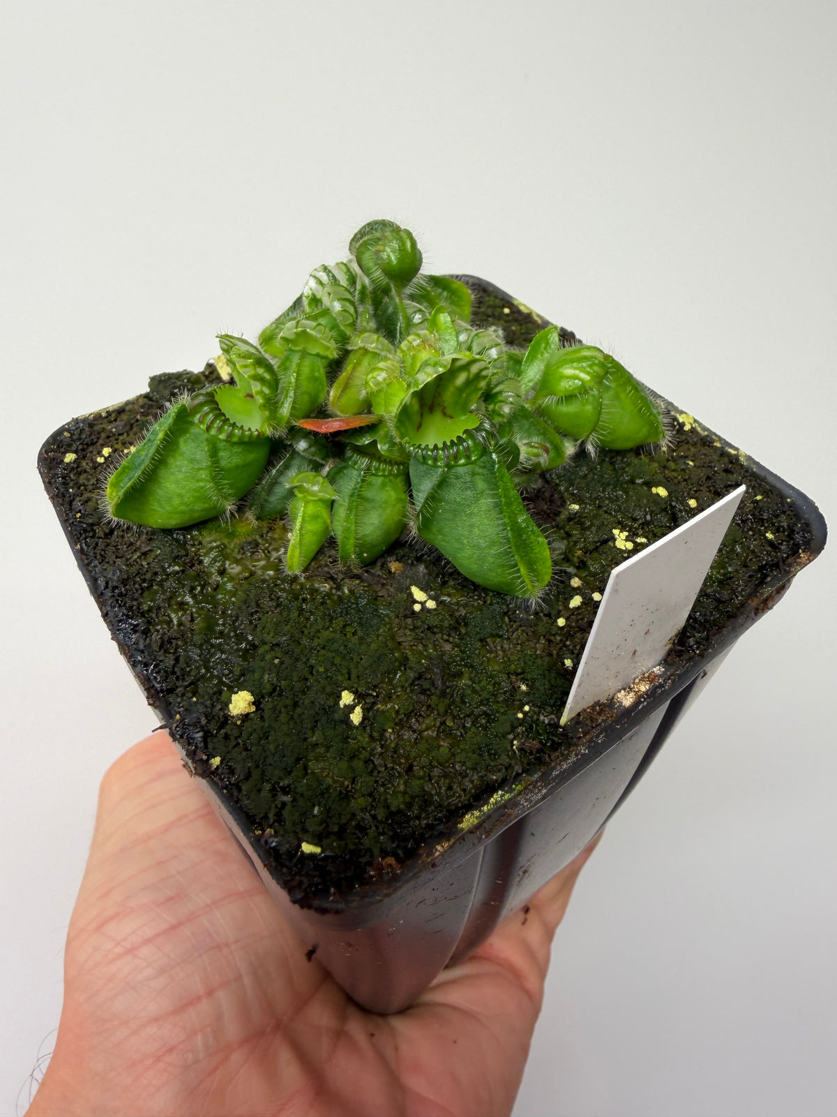 Cephalotus follicularis “UC Davis” #4