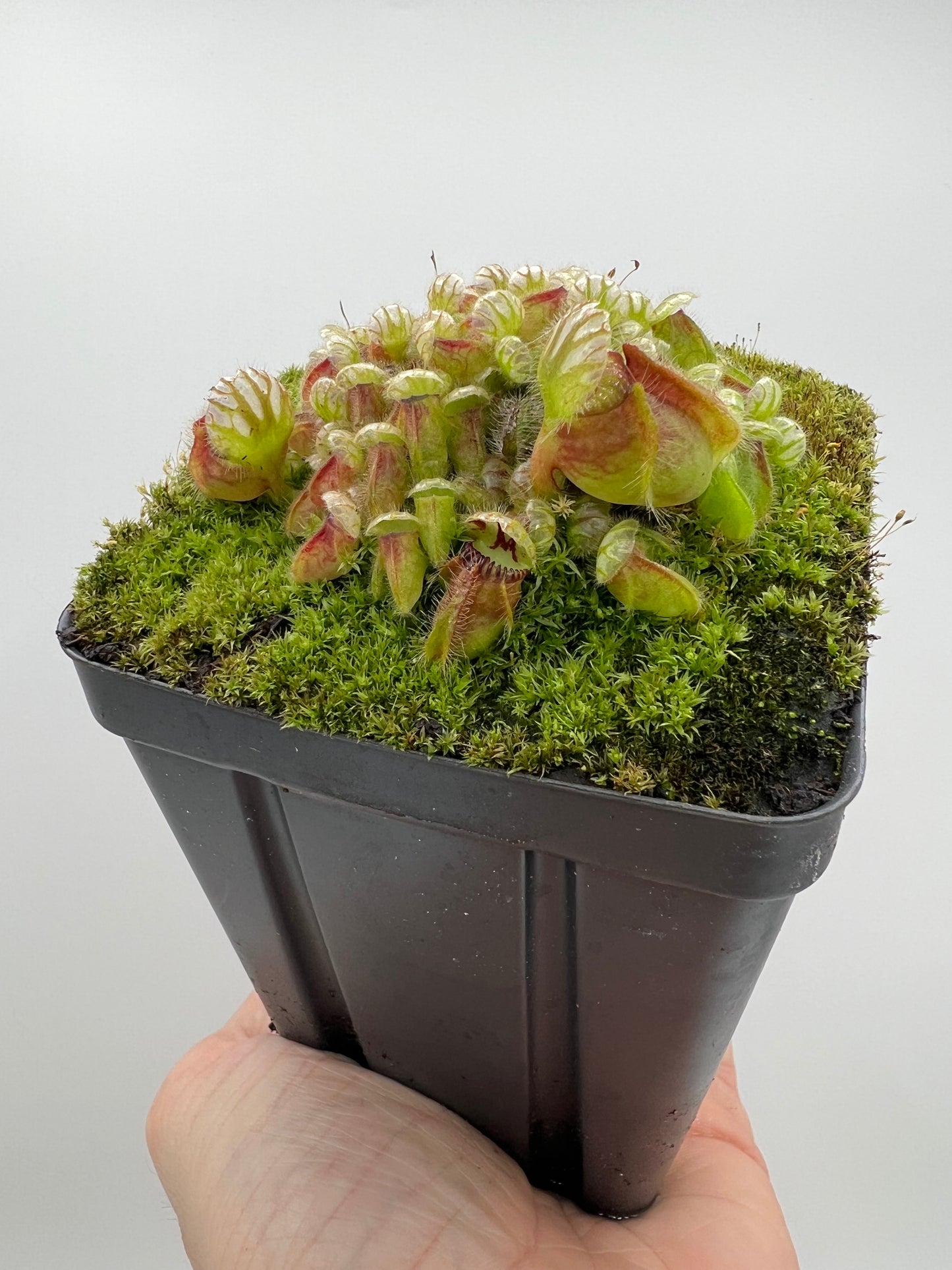 Cephalotus follicularis - Typical #23