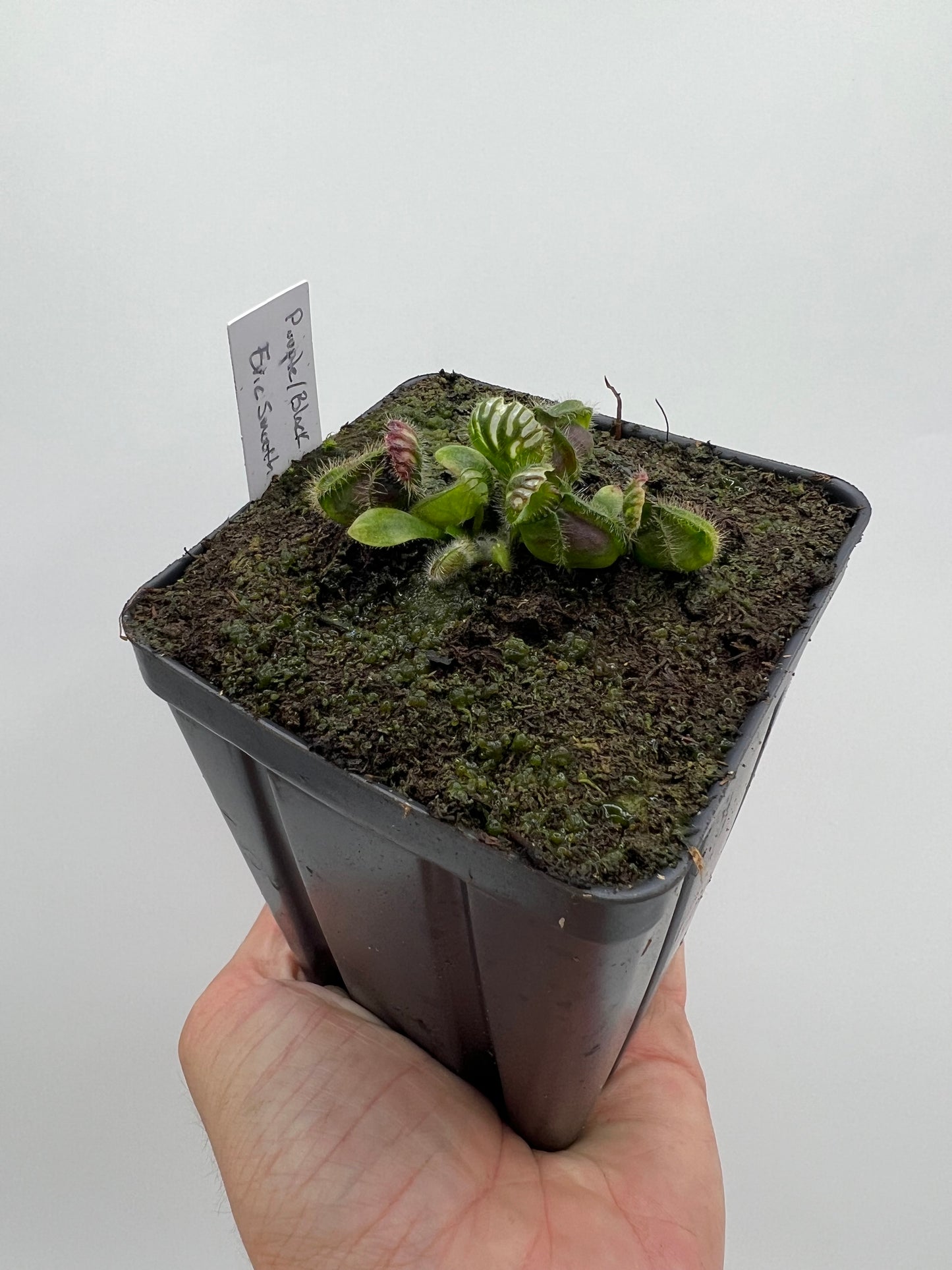 Cephalotus follicularis “Purple/Black” - Eric Smooth