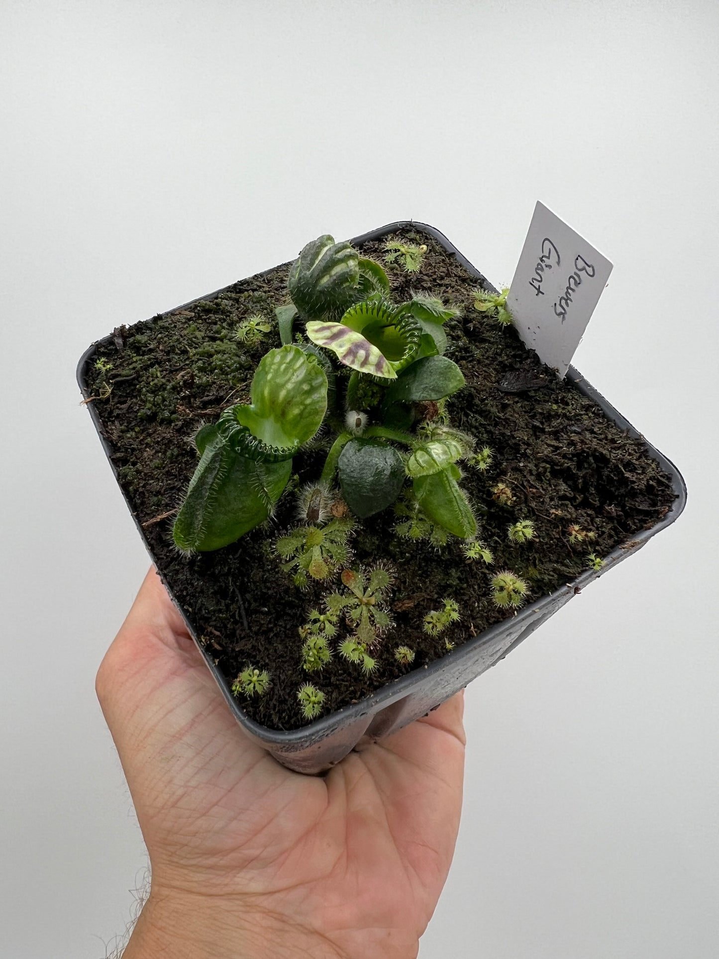 Cephalotus follicularis “Brewers Giant”