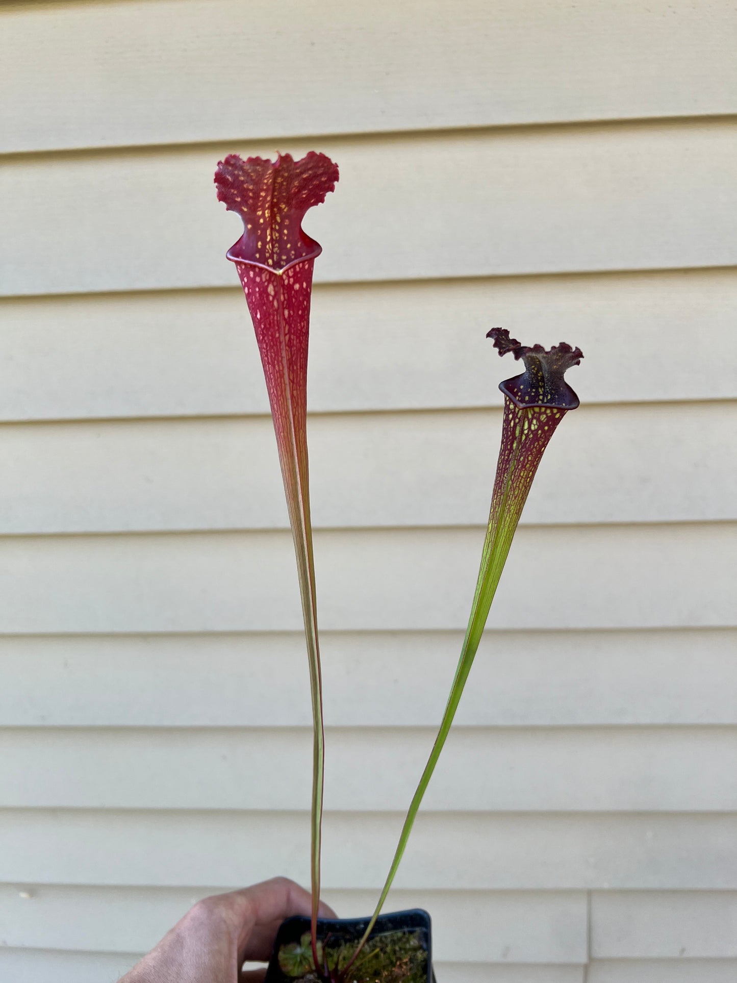 Sarracenia ‘The Kraken’ x ‘Leviathan’ - Seed Grown #1