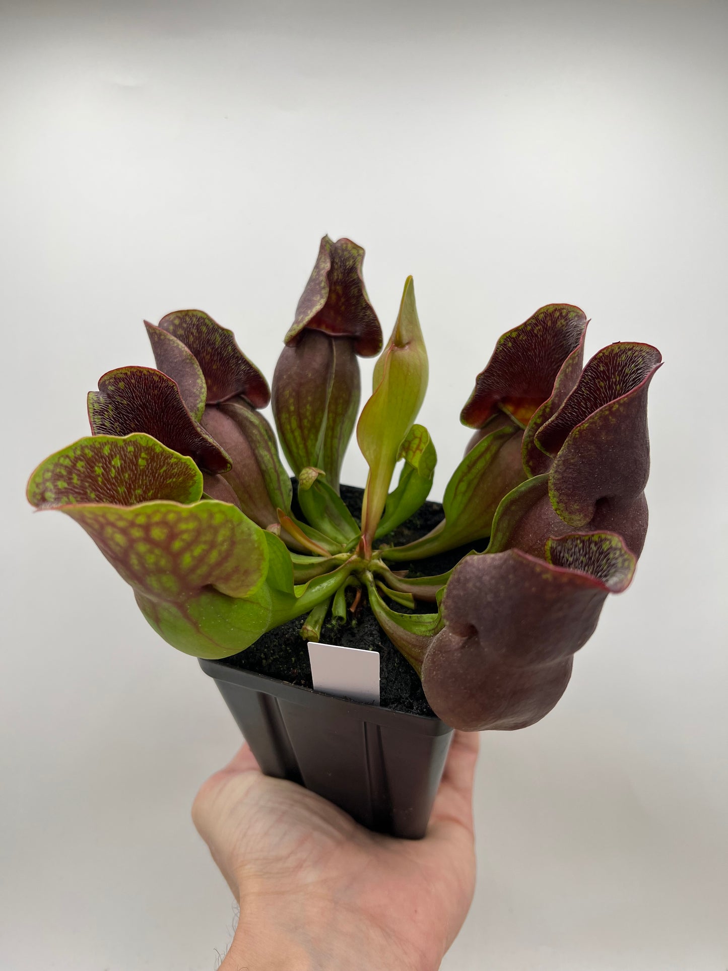 Sarracenia purpurea ssp. purpurea (Centre Co, PA) - Seed Grown #111