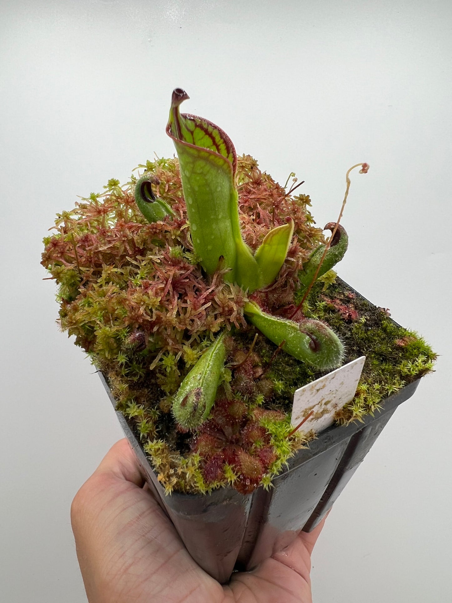 Heliamphora macdonaldae - Seed Grown