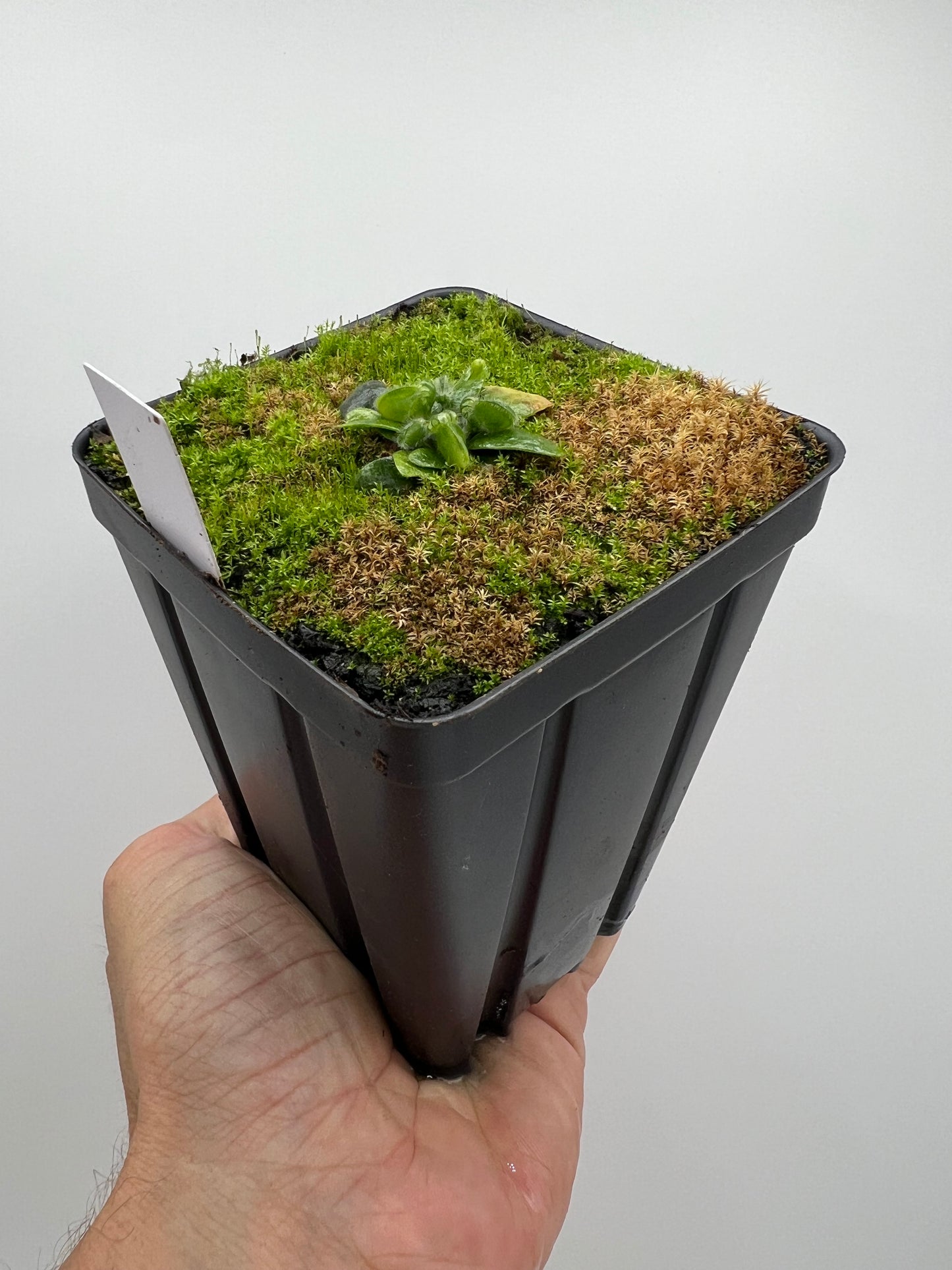 Cephalotus follicularis “Phil Mann” x “Hummers Giant”