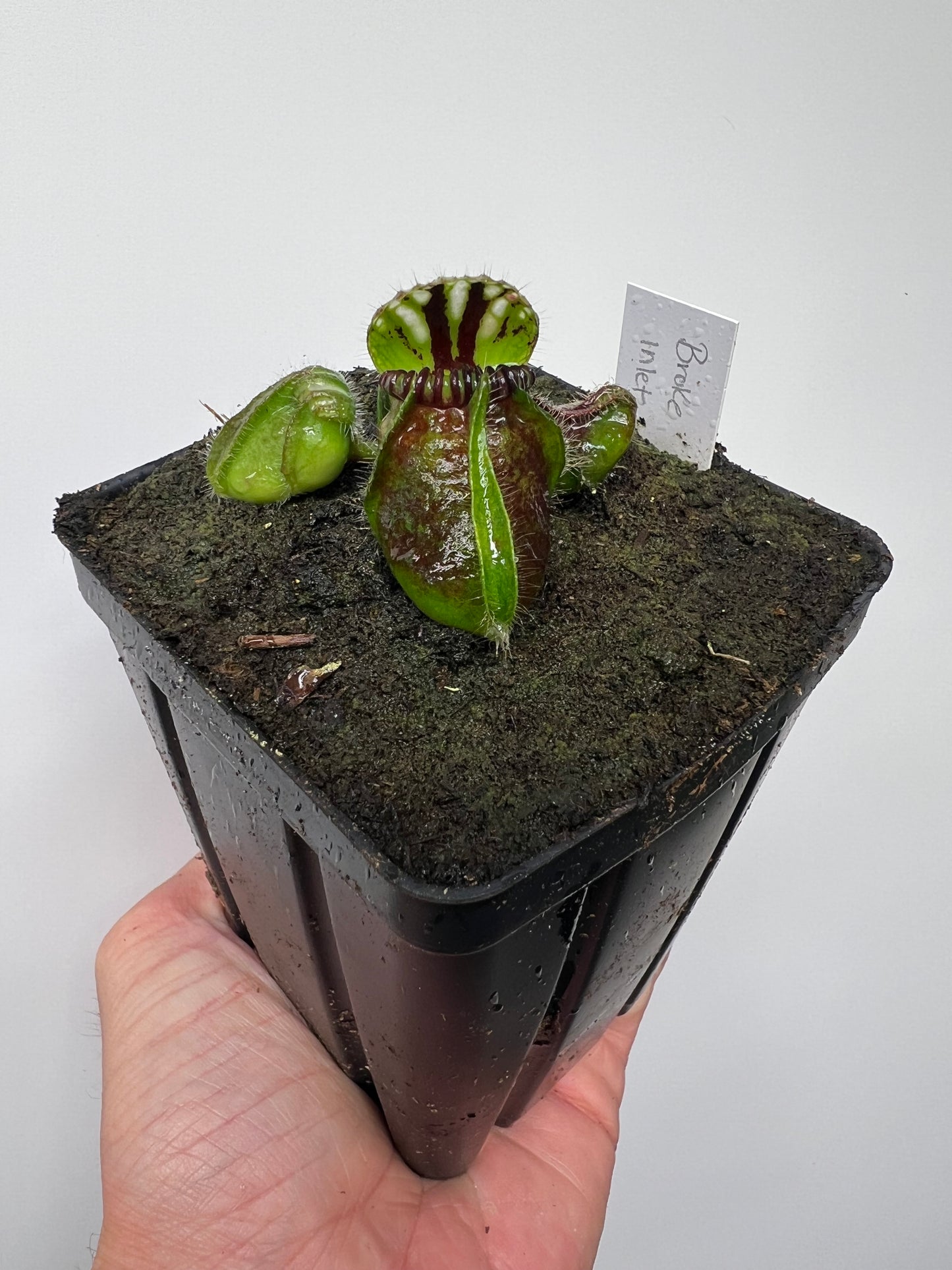 Cephalotus follicularis “Broke Inlet”