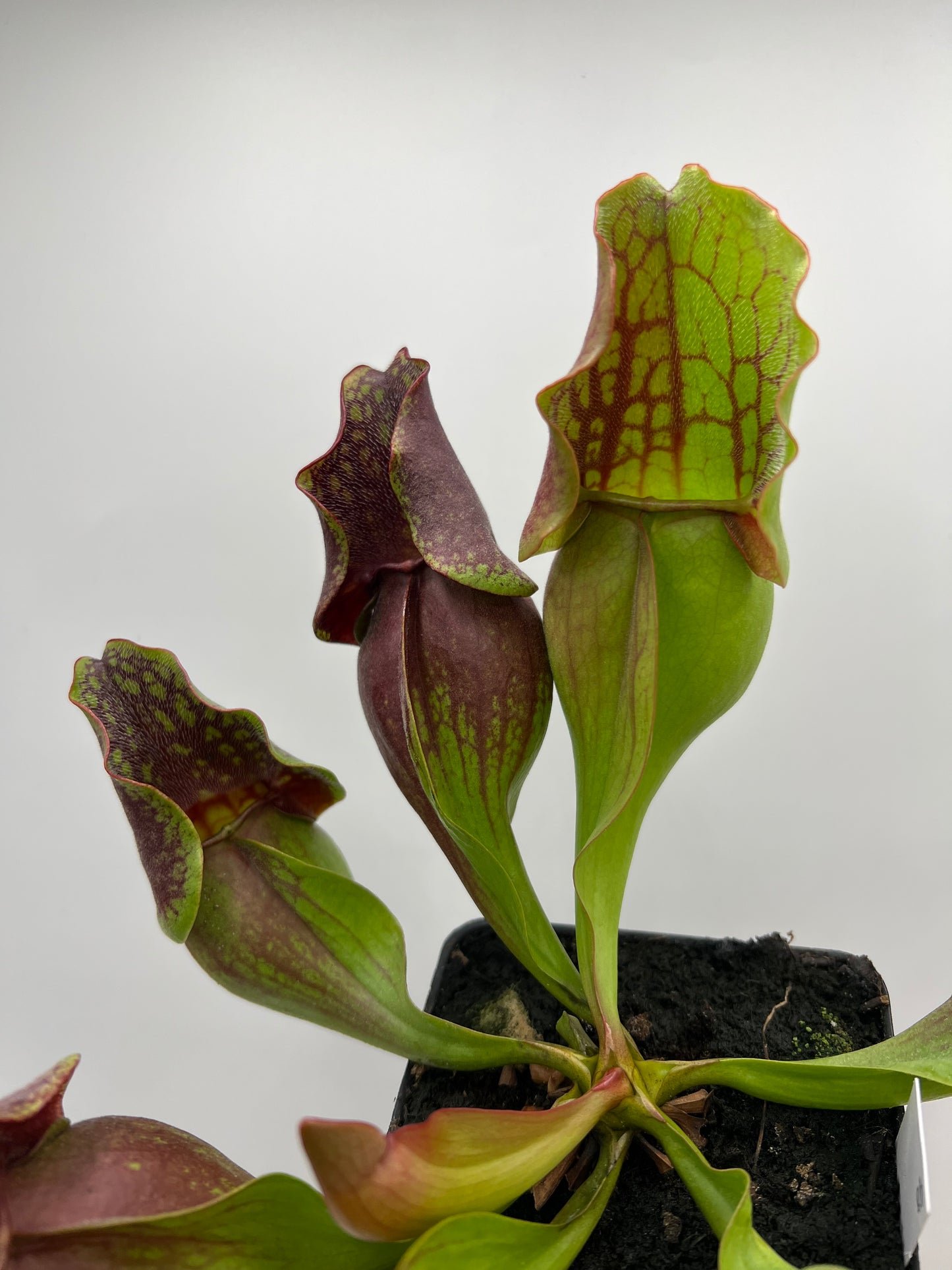 Sarracenia purpurea ssp. purpurea (Centre Co, PA) - Seed Grown #98