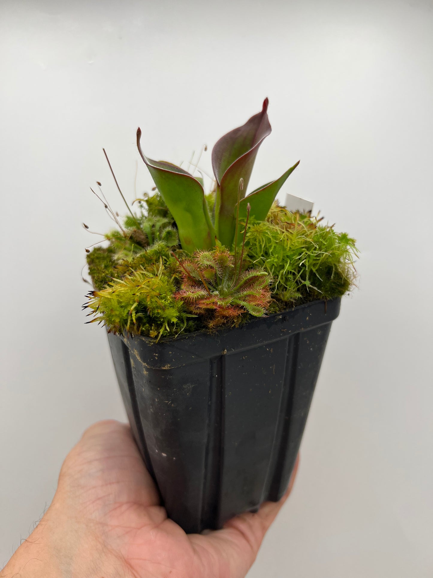 Heliamphora ciliata