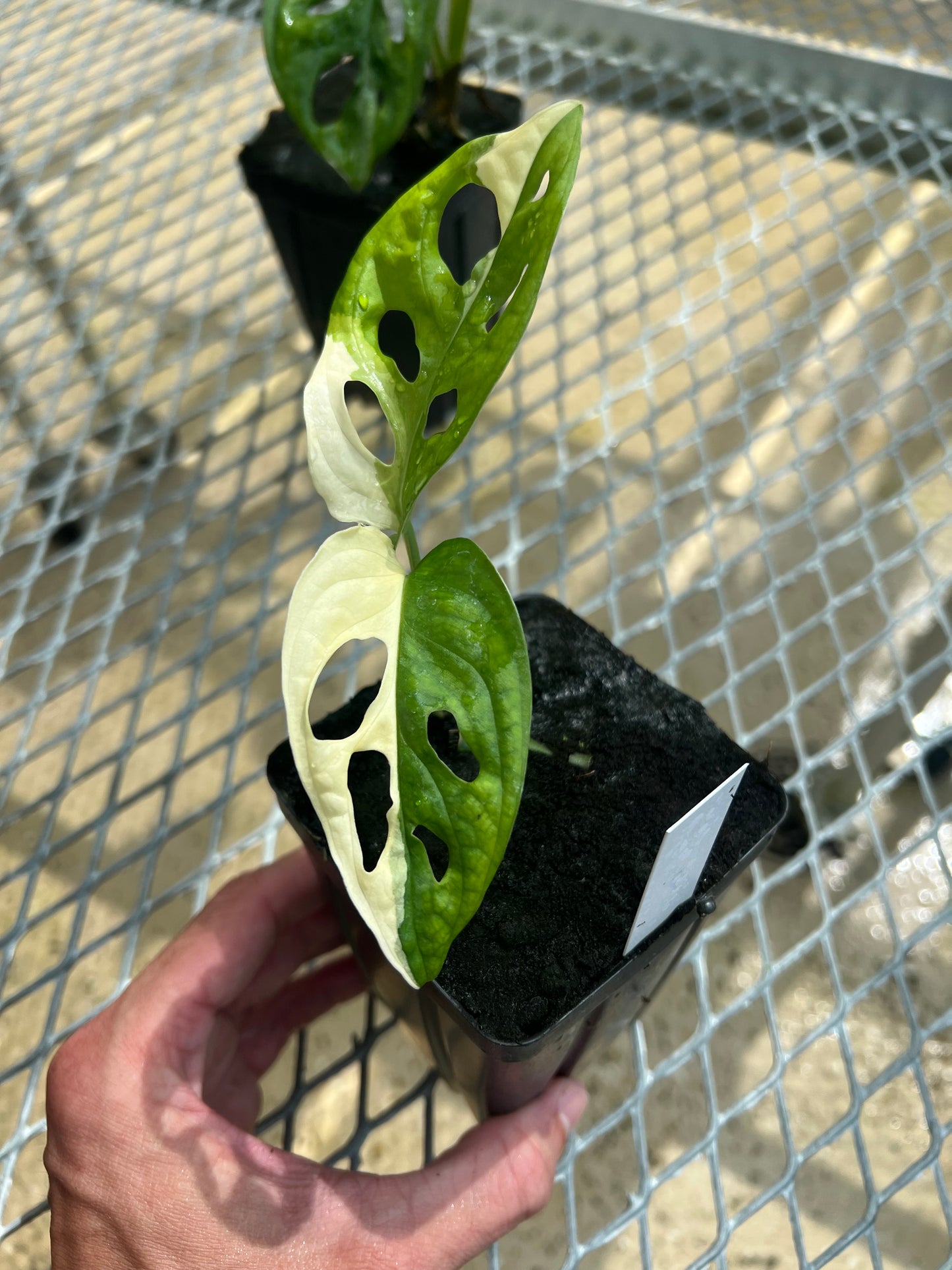 Monstera adansonii “Tricolor” LC