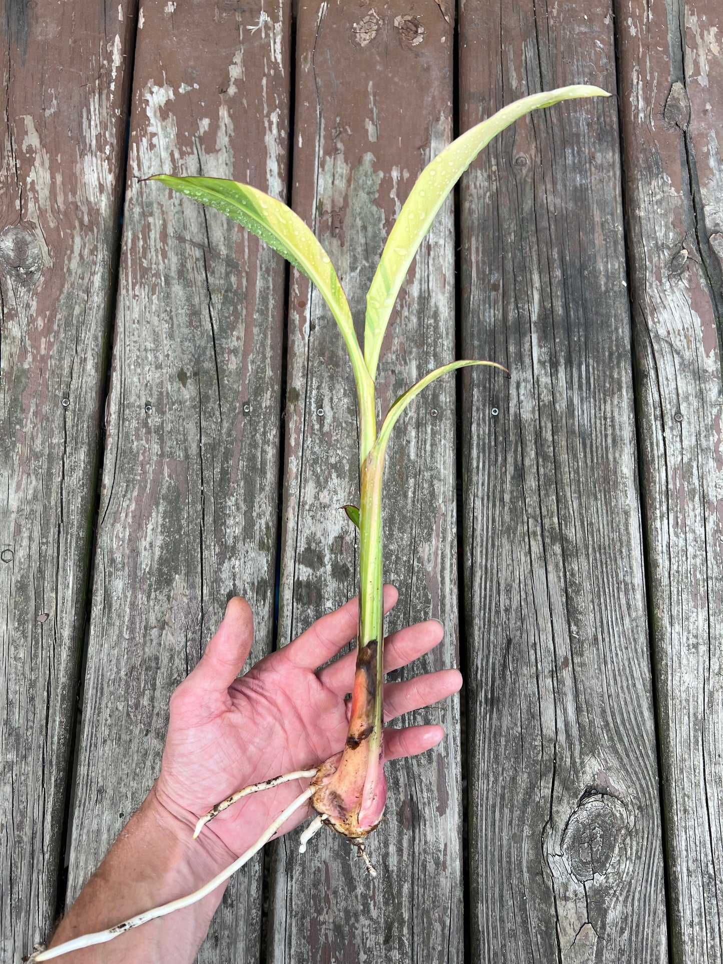 Musa acuminata ‘Papua’ - Variegated Banana *Rare*