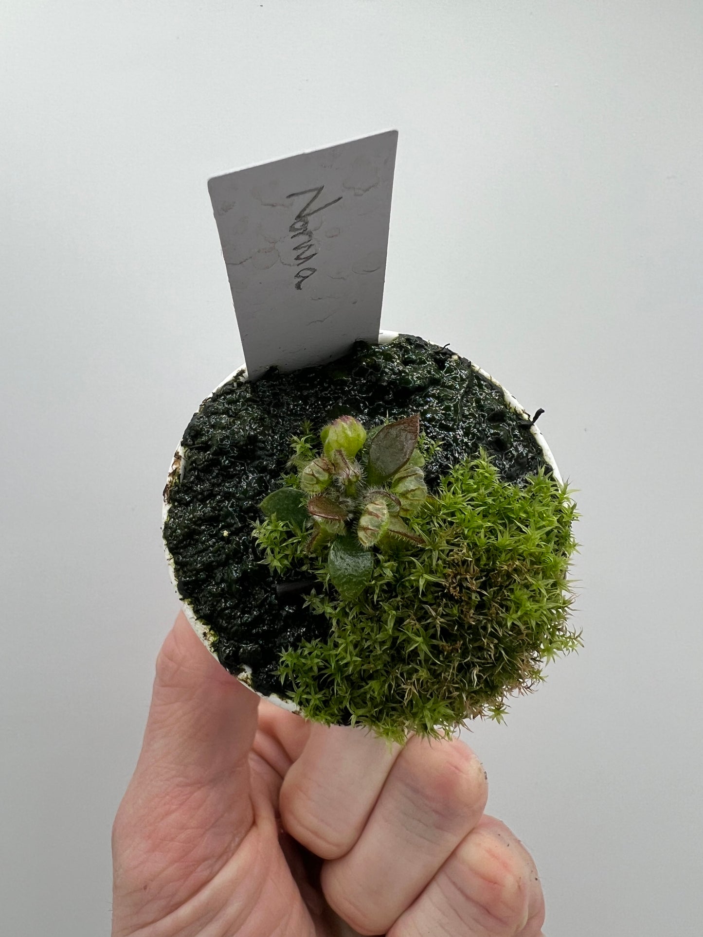 Cephalotus follicularis “Norma”