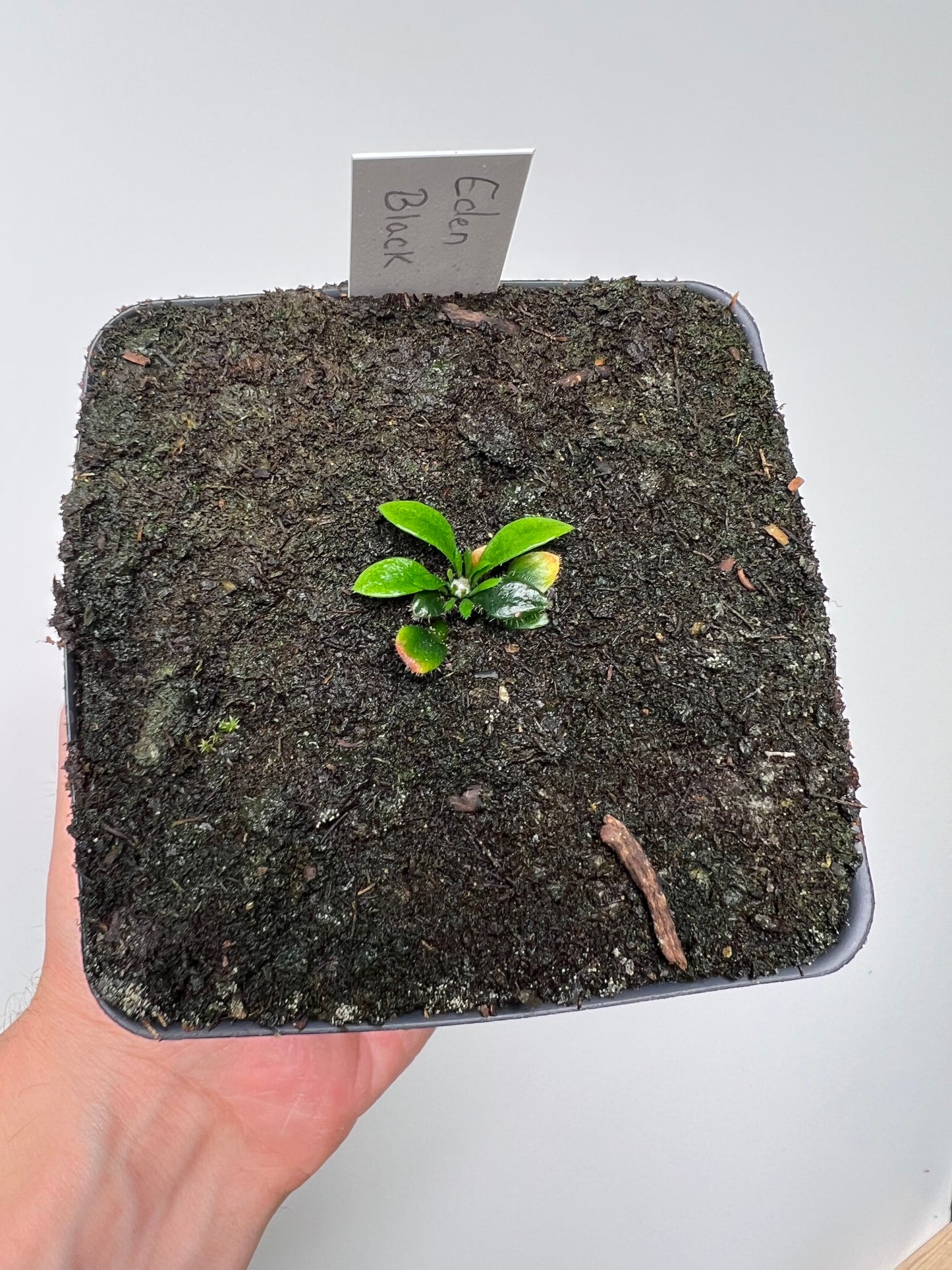 Cephalotus follicularis ‘Eden Black’ - *Rare* (small)