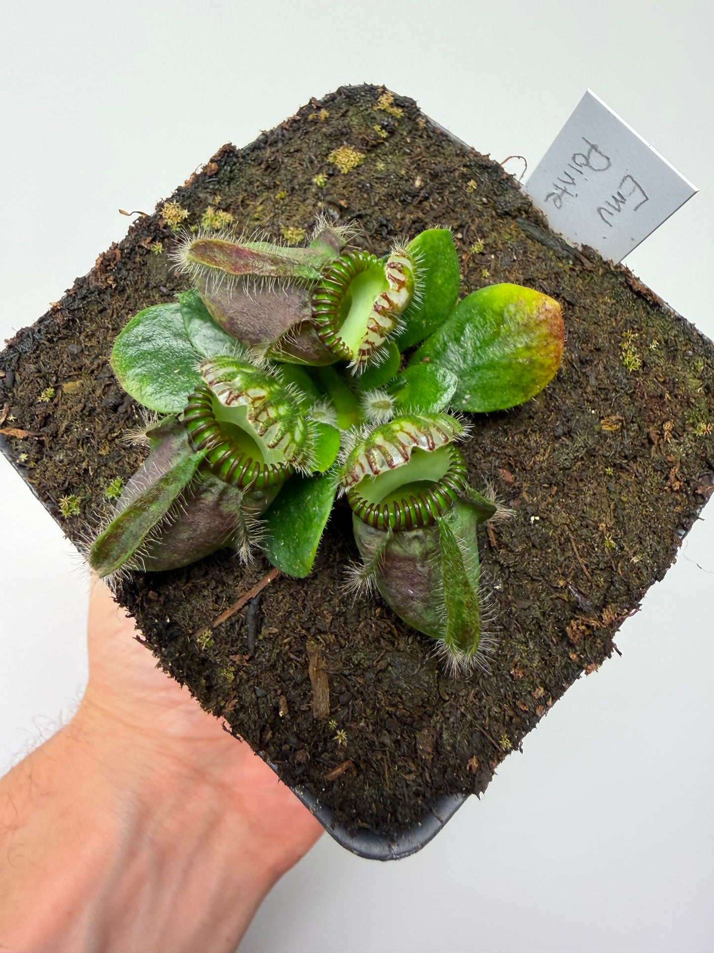 Cephalotus follicularis “Emu Pointe”