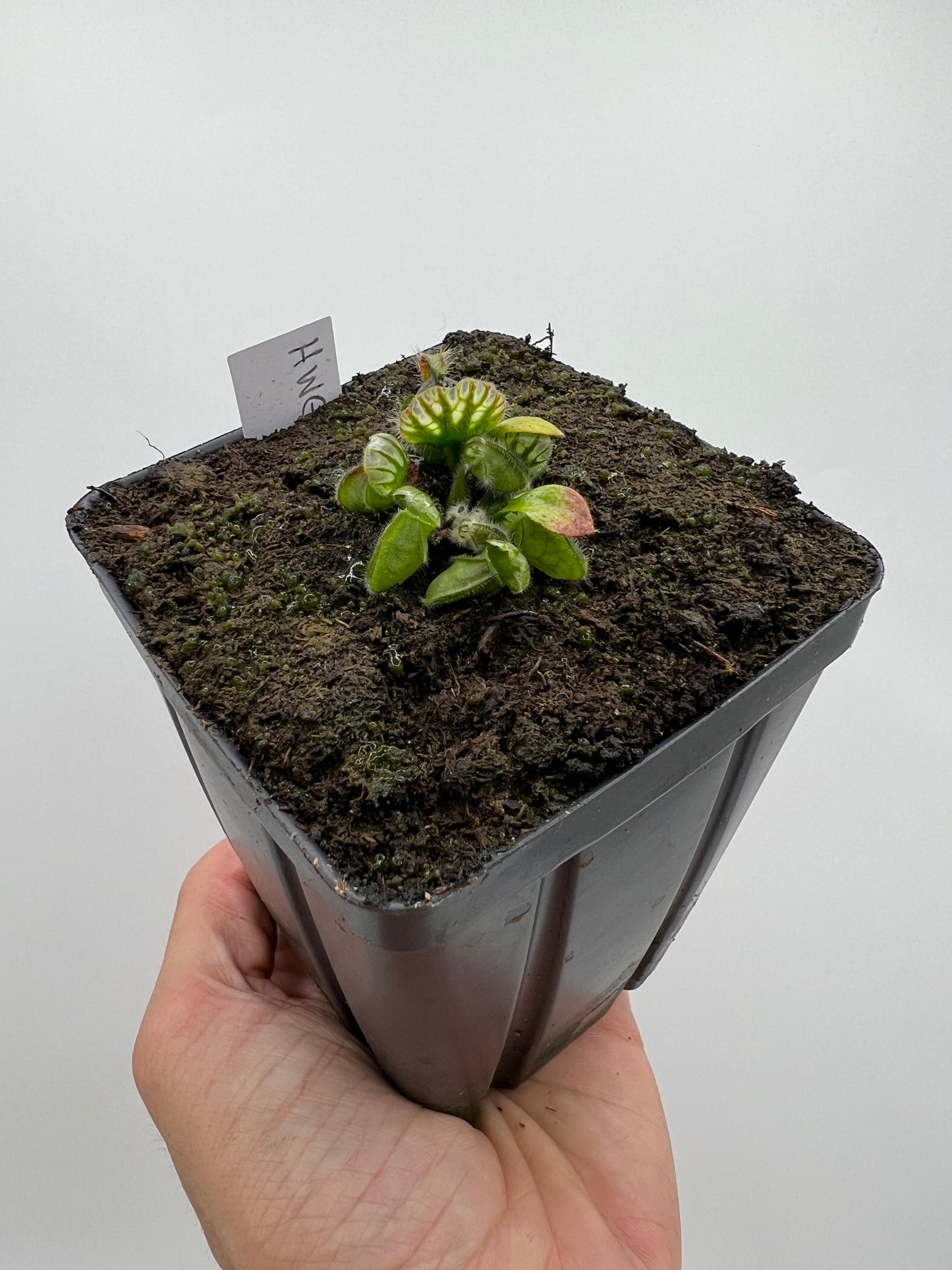 Cephalotus follicularis “Harald Weiner Giant” (aka True Giant)