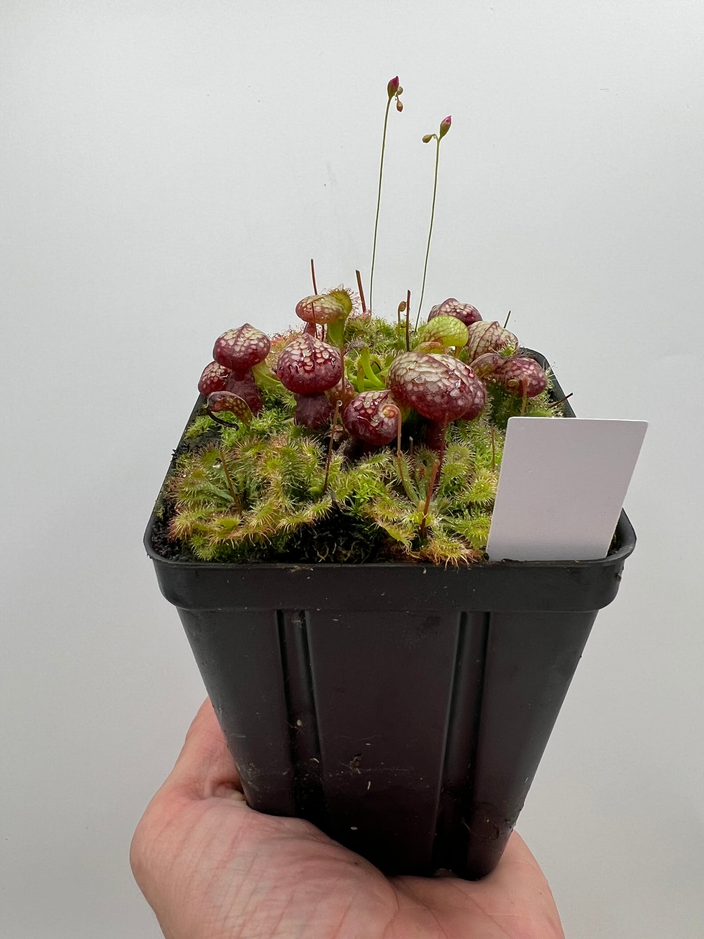Darlingtonia californica (Cobra Pitcher Plant) - Seed Grown #153