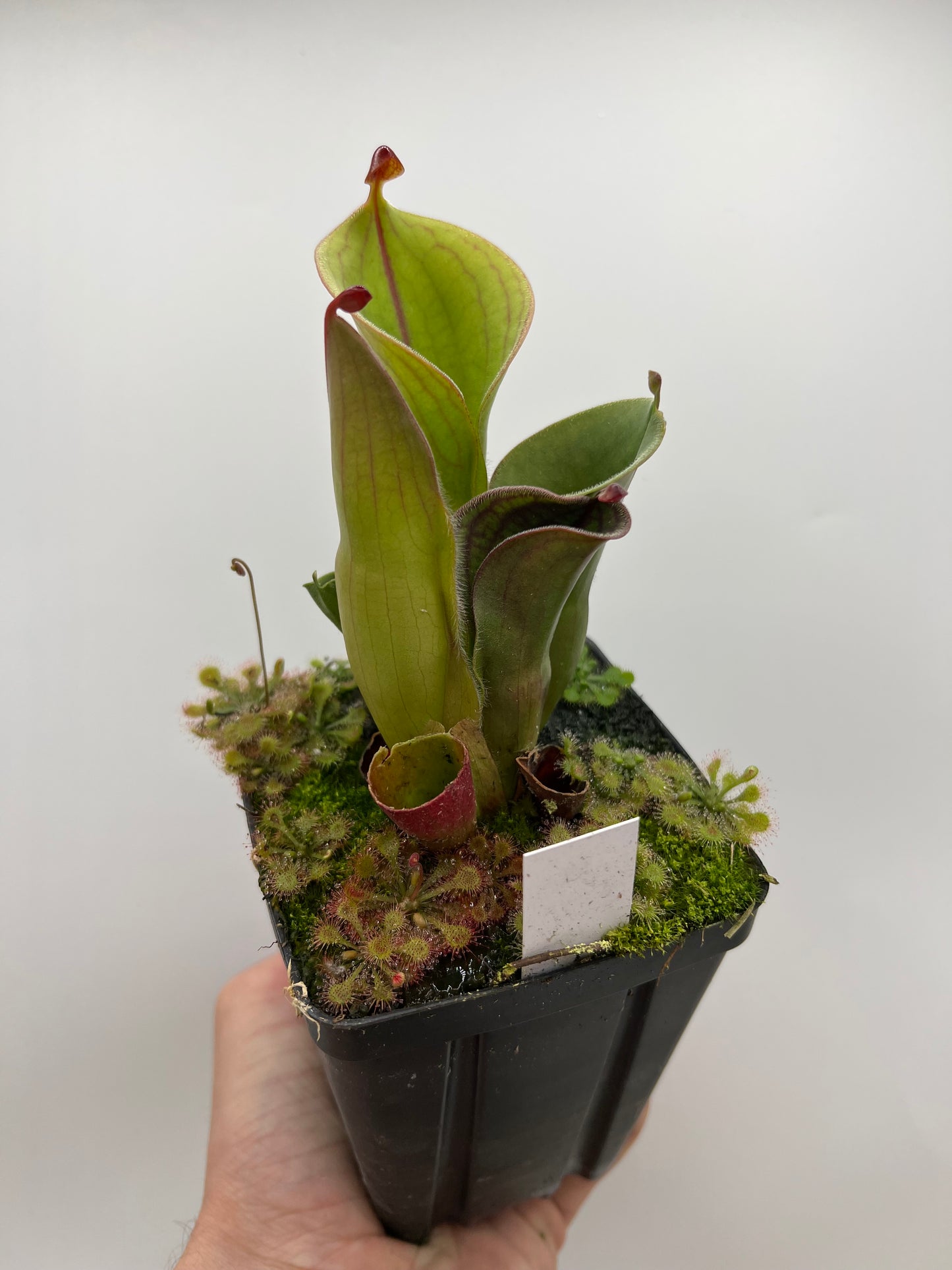 Heliamphora minor var. pilosa (Akopan) x macdonaldae