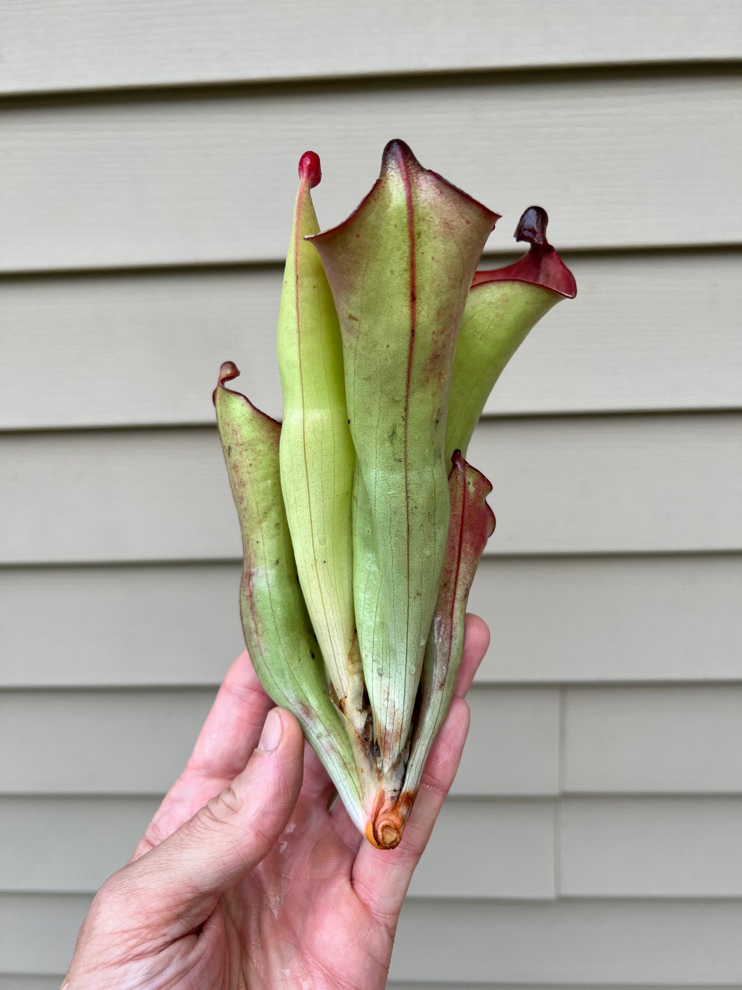 Heliamphora tatei x folliculata (California Carnivores clone) - Fresh Division (D)