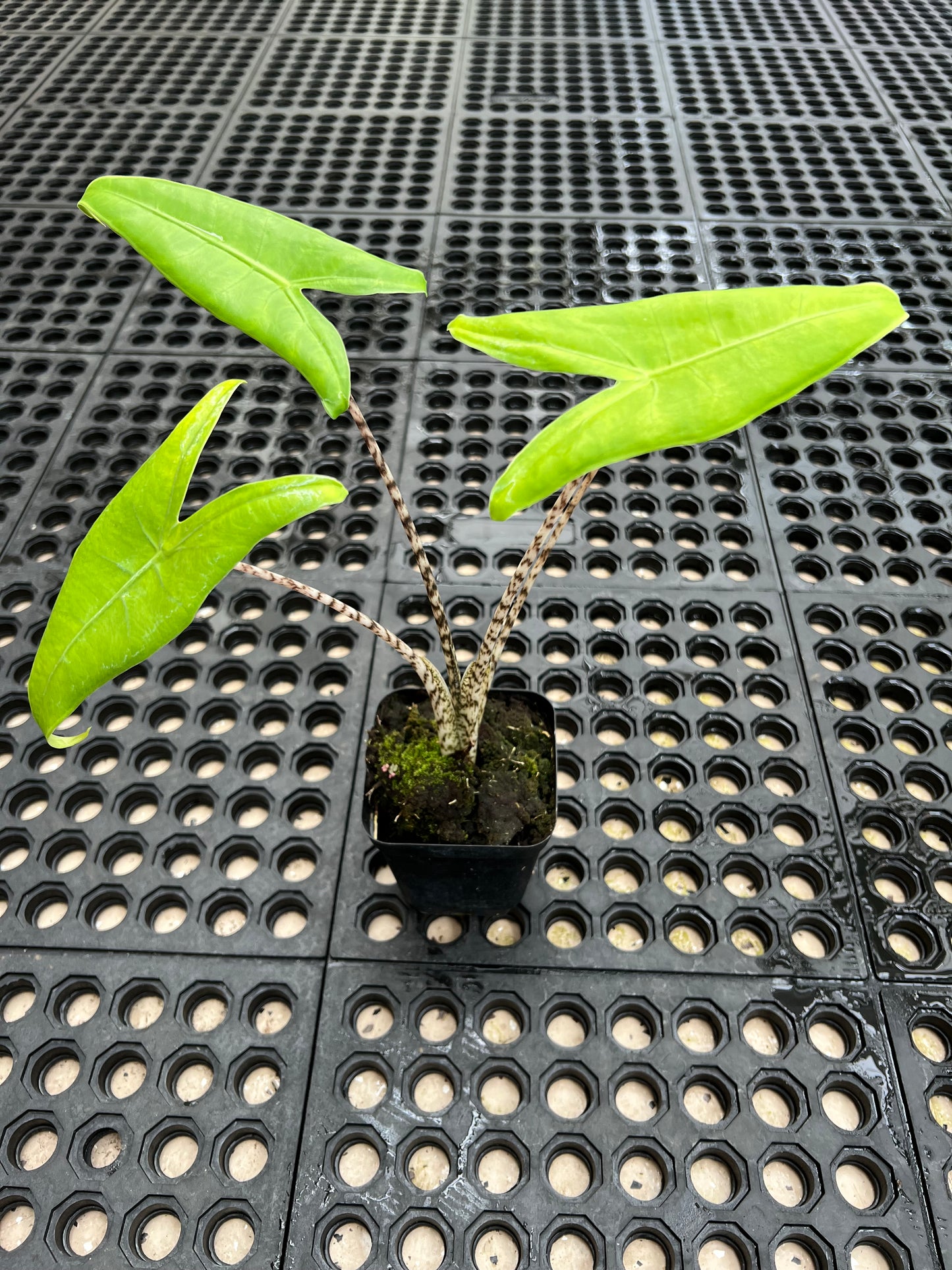 Alocasia ‘Zebrina’