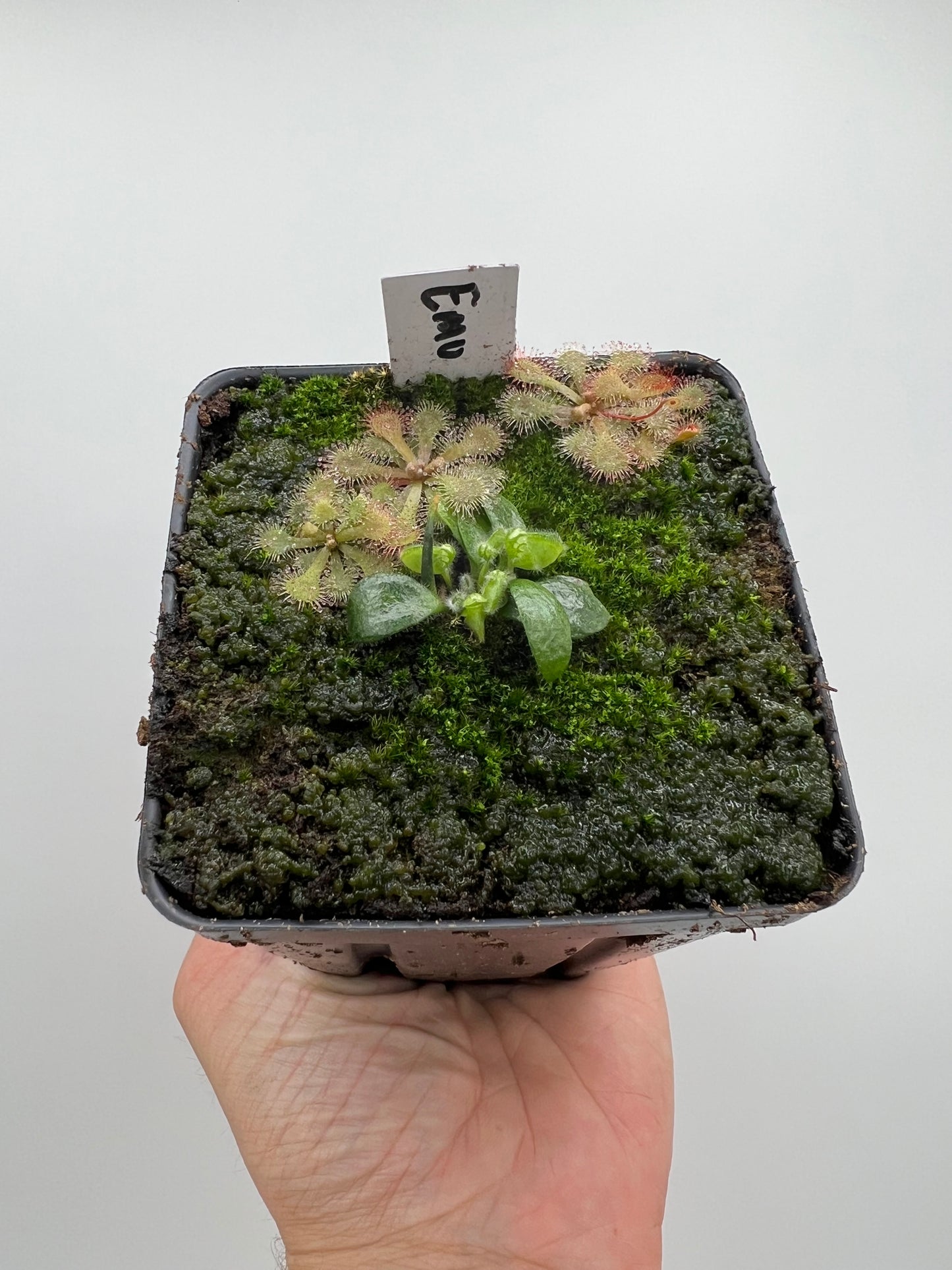 Cephalotus follicularis “Emu Pointe”