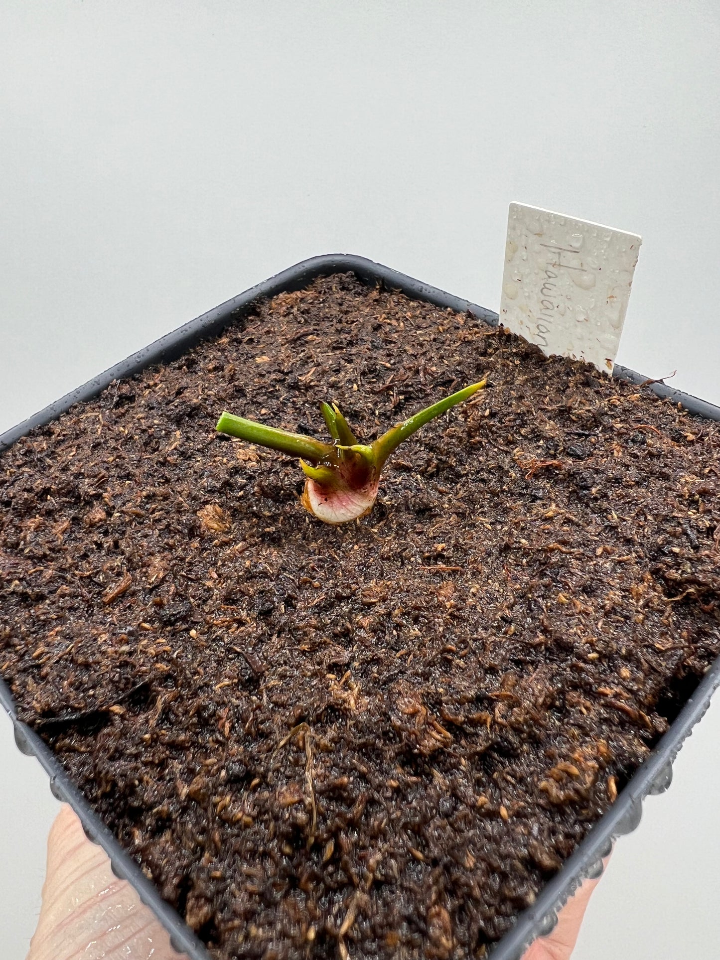 Sarracenia “Hawaiian Ice” x ‘Adrian Slack’ - Small, Potted Division