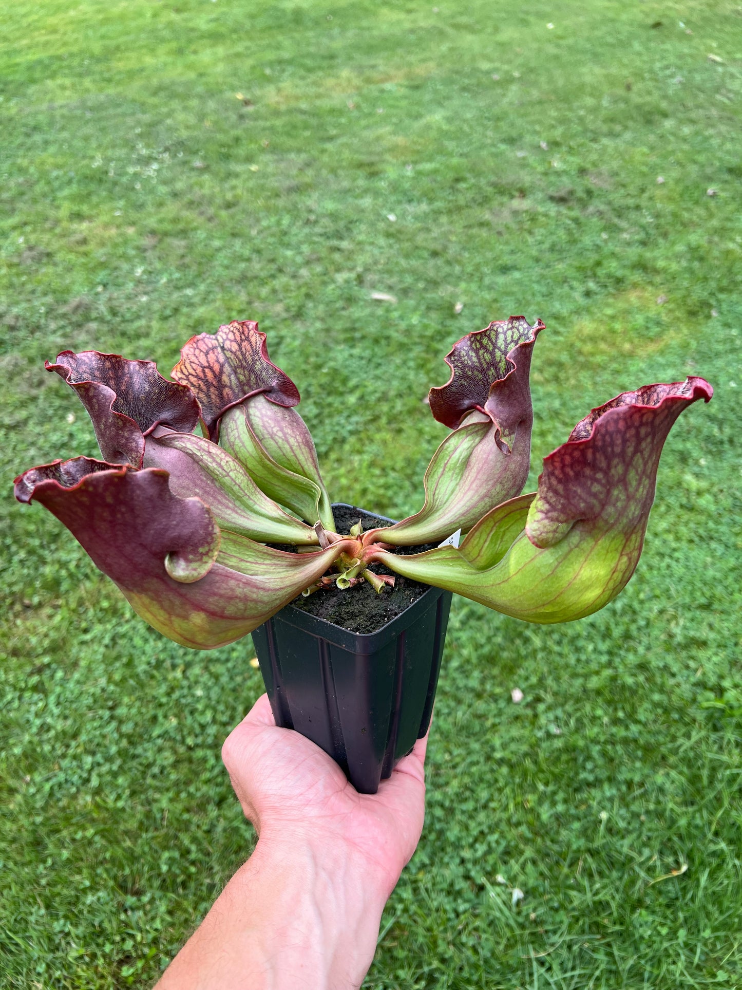 Sarracenia purpurea ssp. purpurea “Special” #9