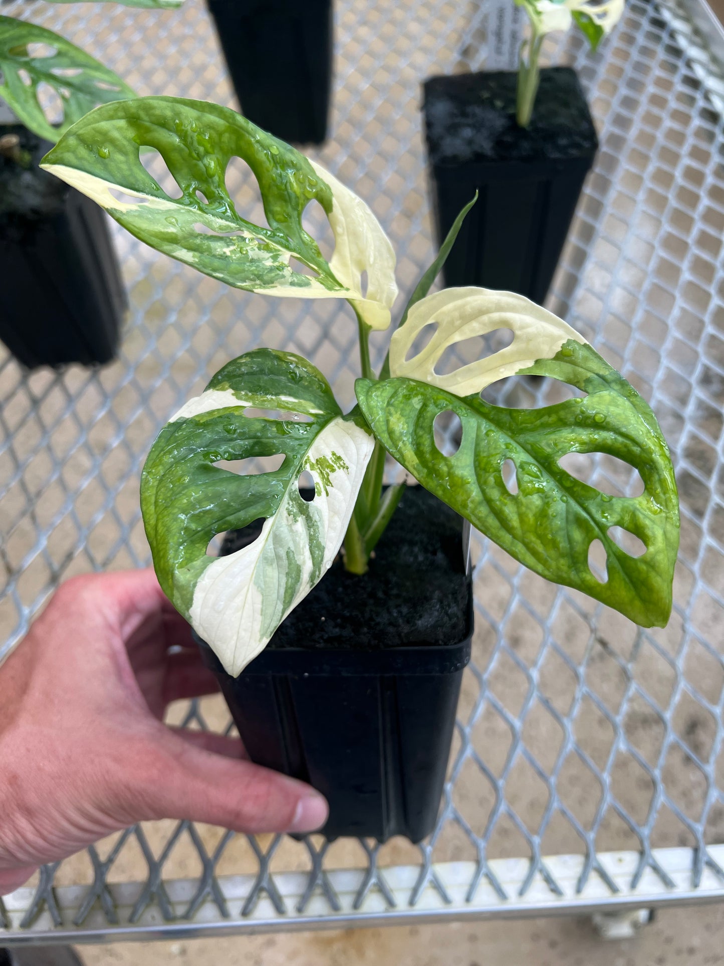 Monstera adansonii “Tricolor” LC