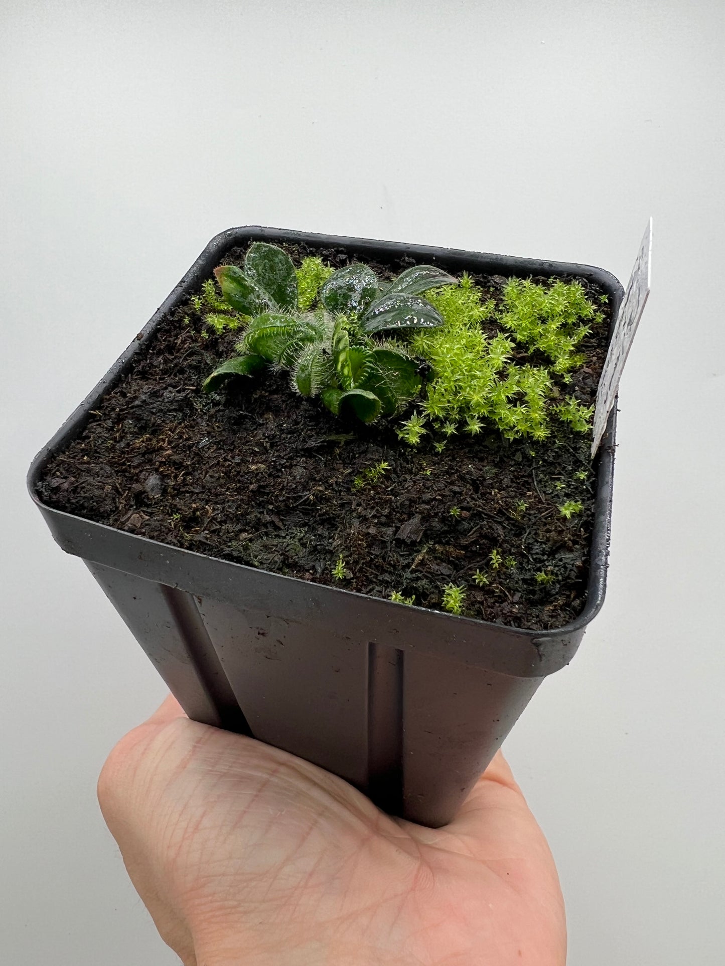 Cephalotus follicularis “Phil Mann” x “Hummers Giant”